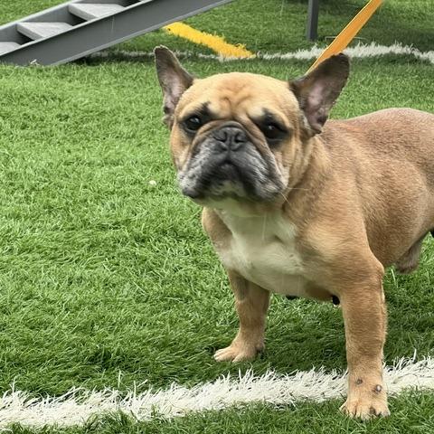 Enlarge Little Leo, a ADOPTABLE French Bulldog in Zionsville, IN image 1/1