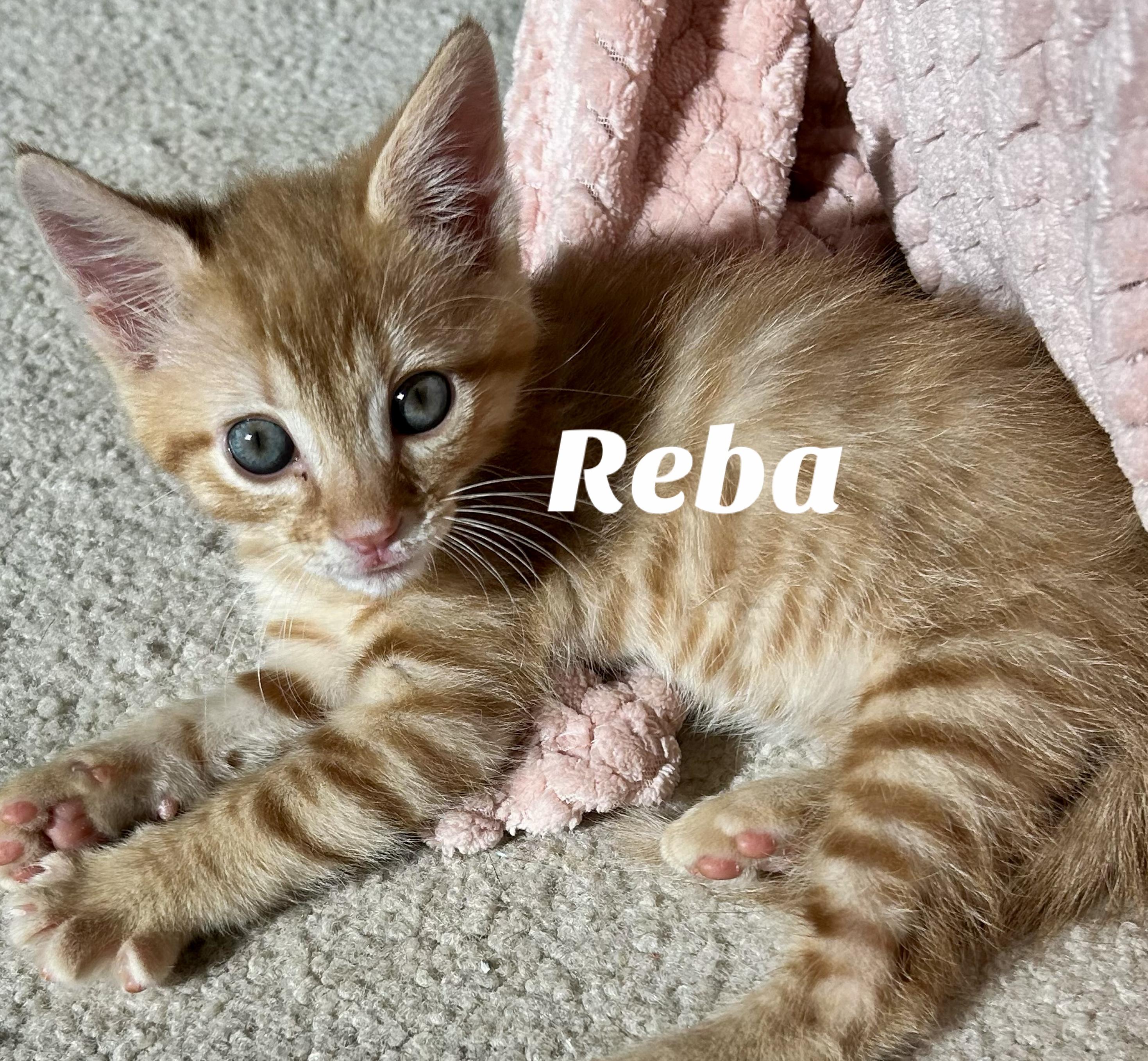 Reba, an adopted Domestic Short Hair in Owasso, OK image 3/3