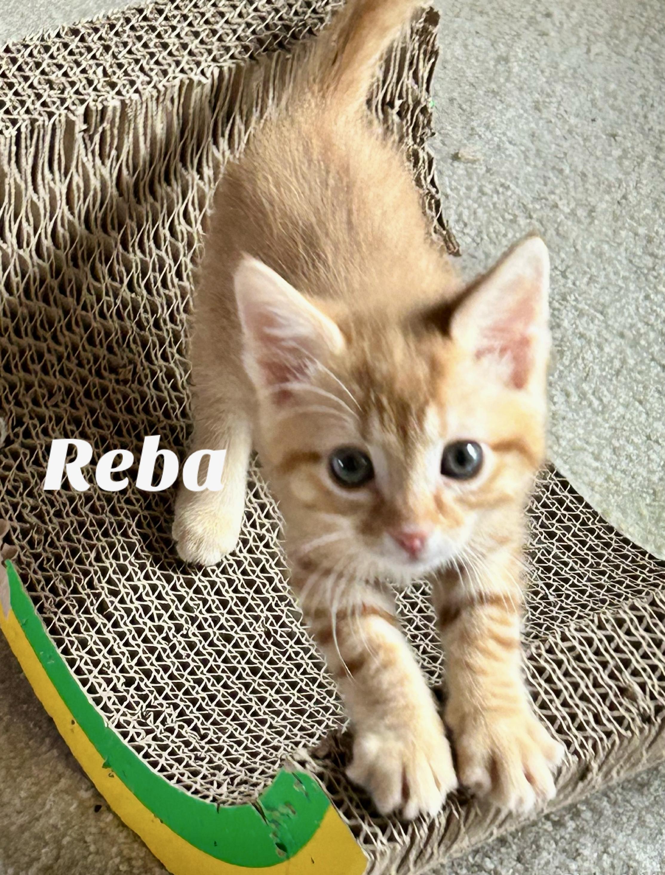 Reba, an adopted Domestic Short Hair in Owasso, OK image 2/3