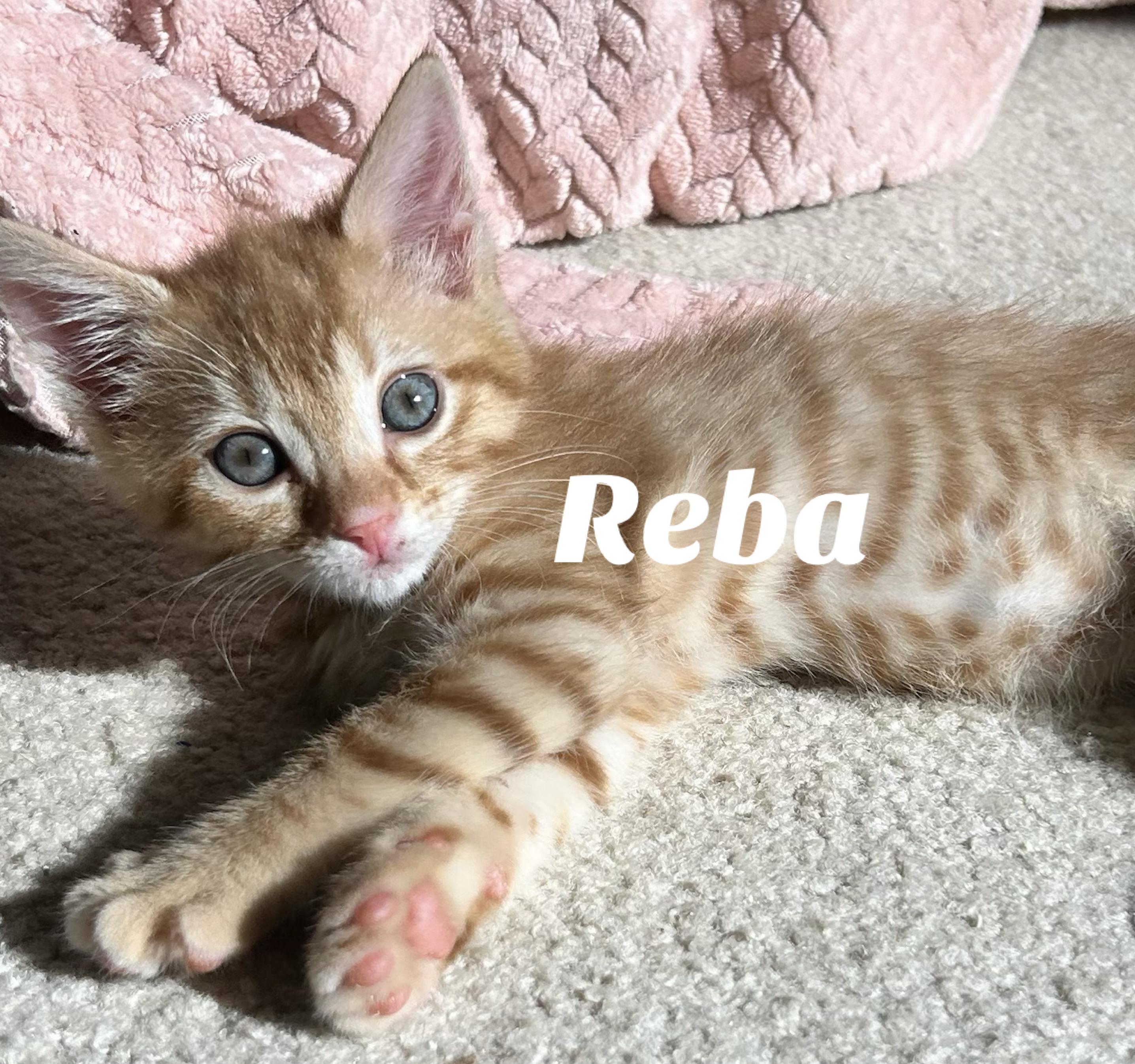 Reba, adopted, Kitten Female Domestic Short Hair.