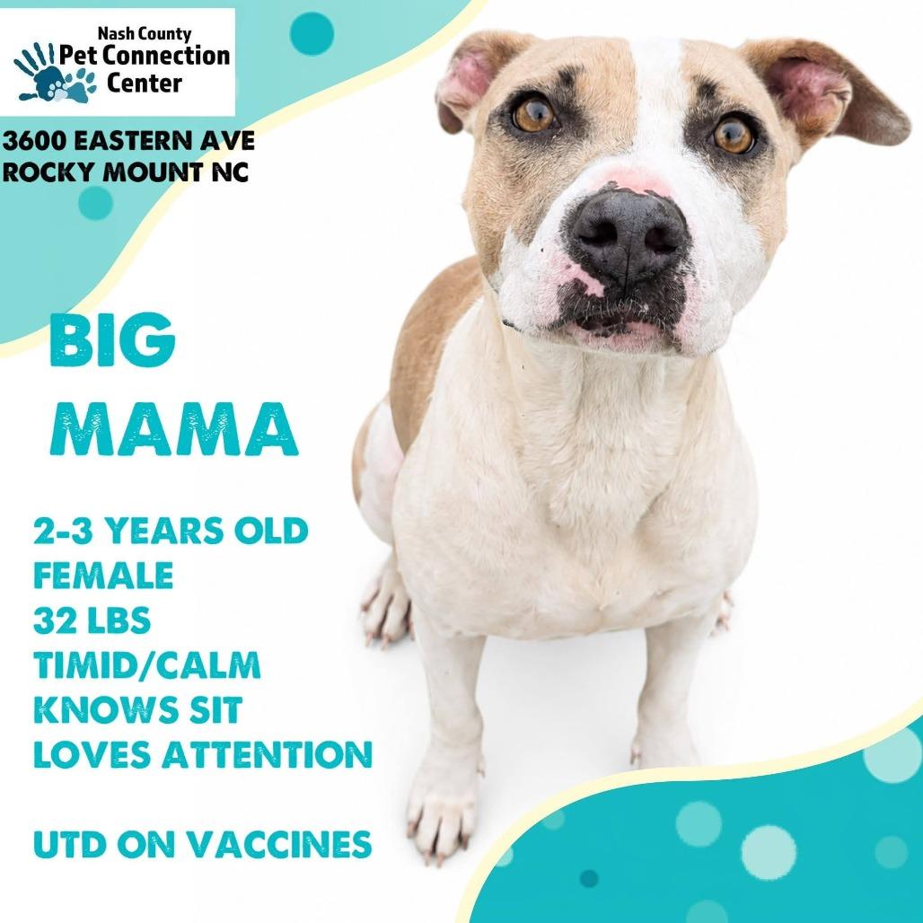 BIG MAMA Available NOW - ADOPTION or RESCUE!, Adoptable, Adult Female Mixed Breed.