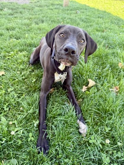 Matcha, ADOPTABLE, Adult Female Mixed Breed.