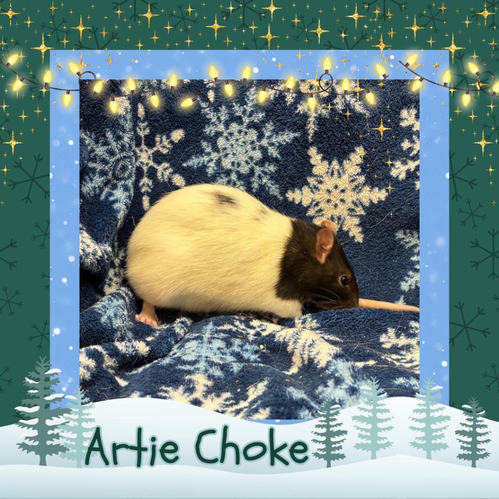 Artie Choke, Adoptable, Young Female Rat.