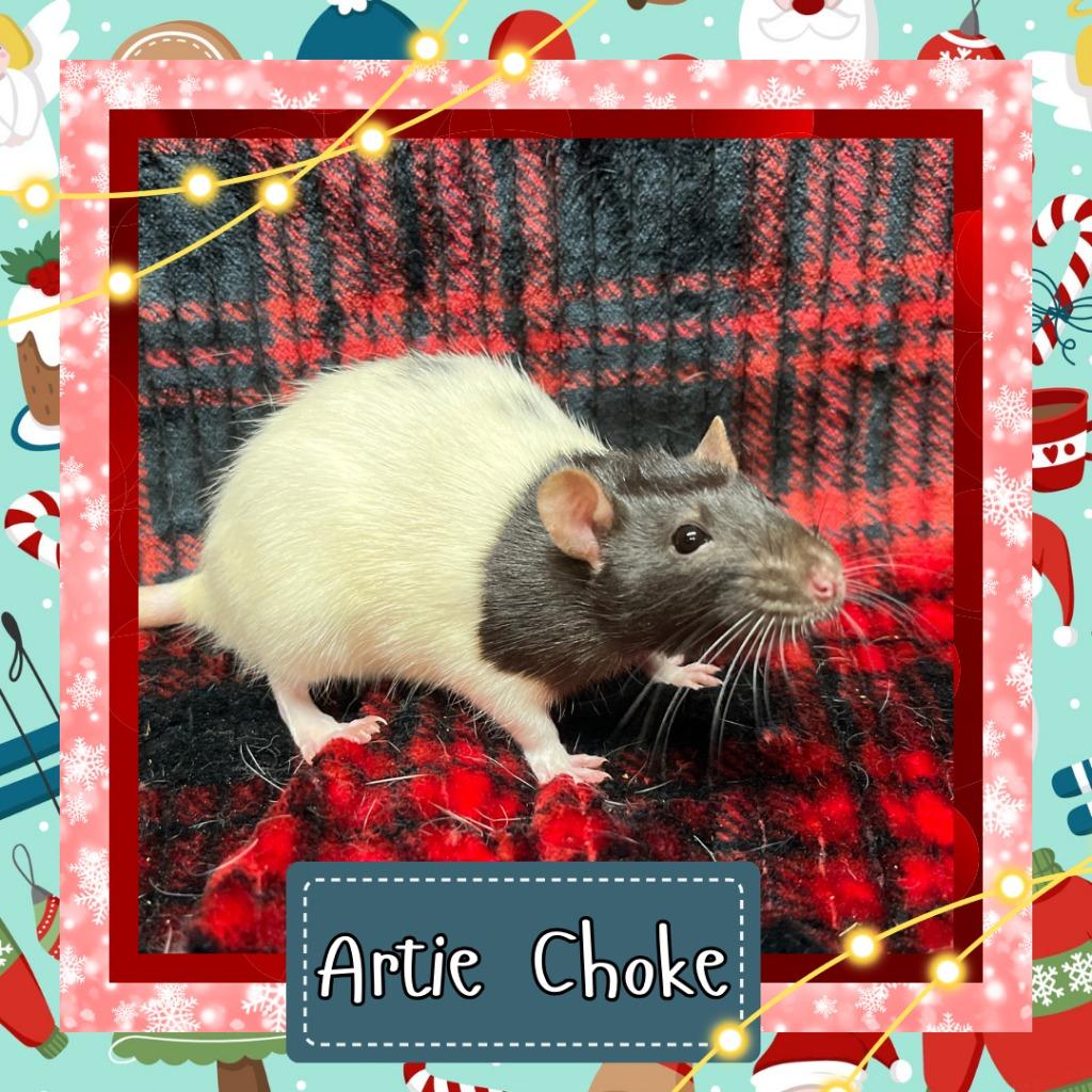 Enlarge Artie Choke, a Adoptable Rat in Elizabethtown, KY image 2/5