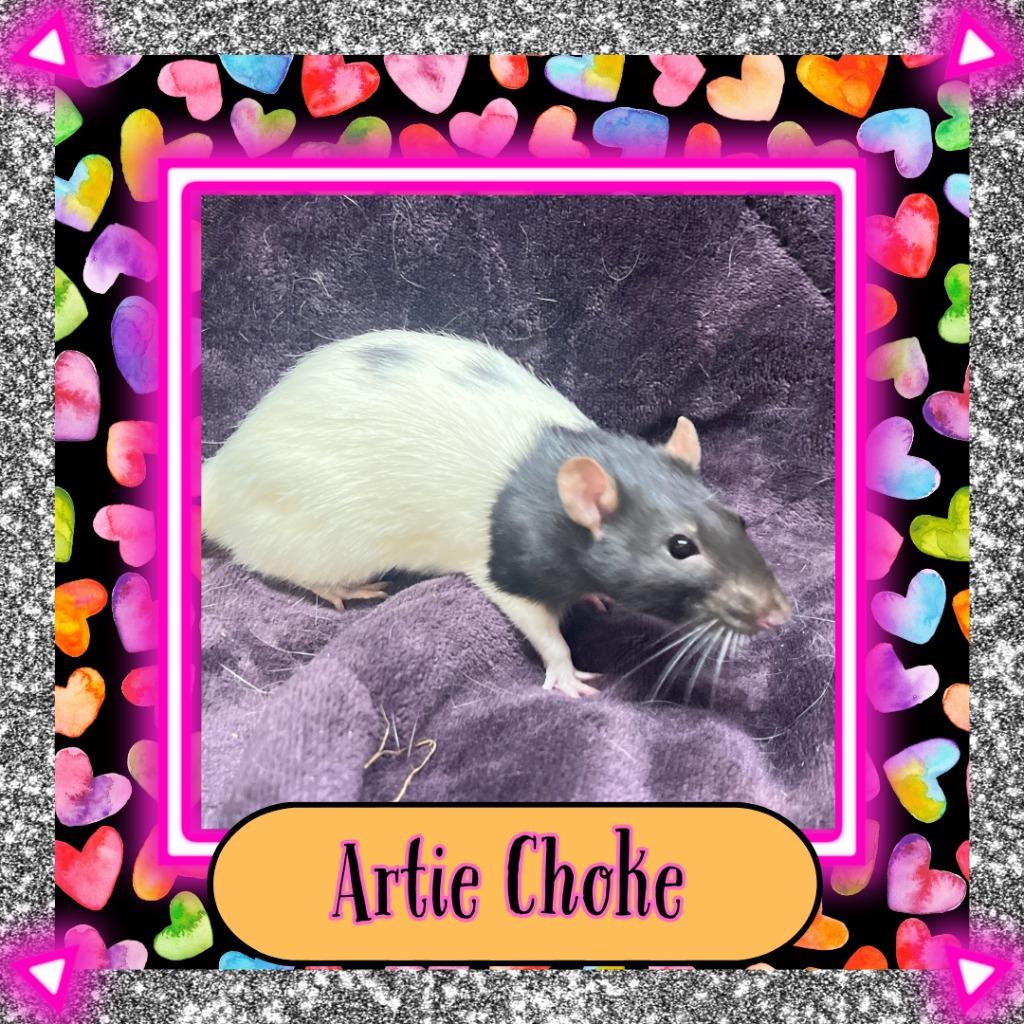 Enlarge Artie Choke, a Adoptable Rat in Elizabethtown, KY image 3/5