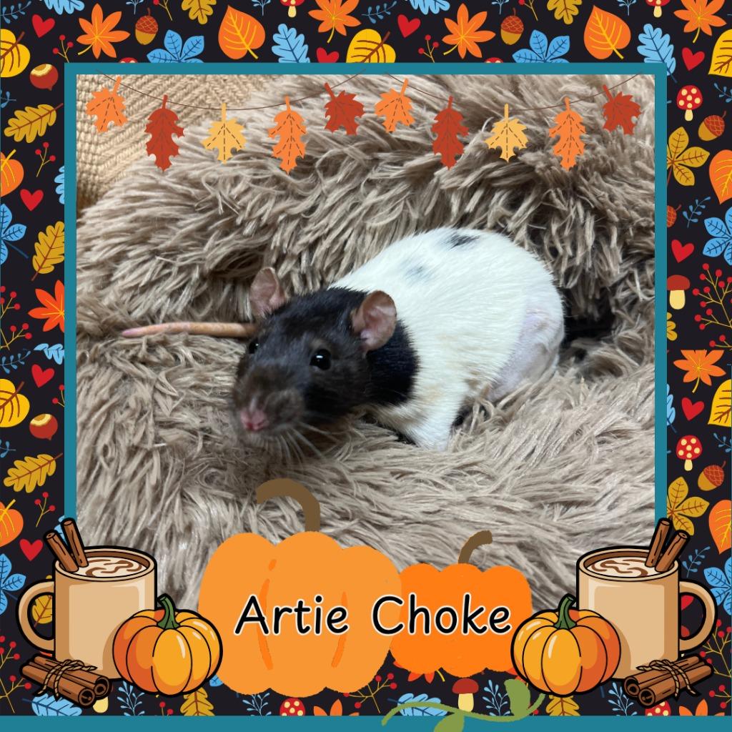 Enlarge Artie Choke, a Adoptable Rat in Elizabethtown, KY image 4/5