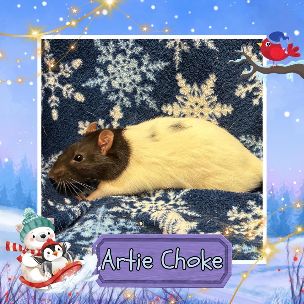 Enlarge Artie Choke, a Adoptable Rat in Elizabethtown, KY image 5/5