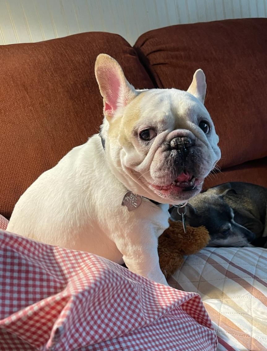 Enlarge Winston, a Adoptable French Bulldog in Florissant, MO image 1/5