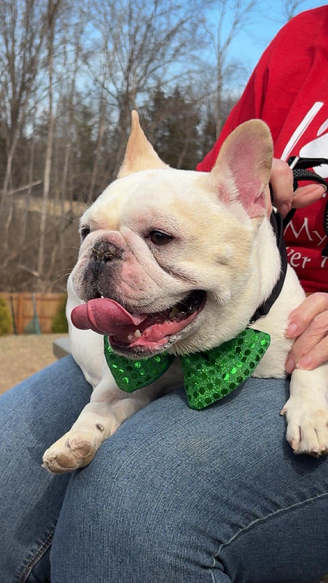 Enlarge Winston, a Adoptable French Bulldog in Florissant, MO image 2/5