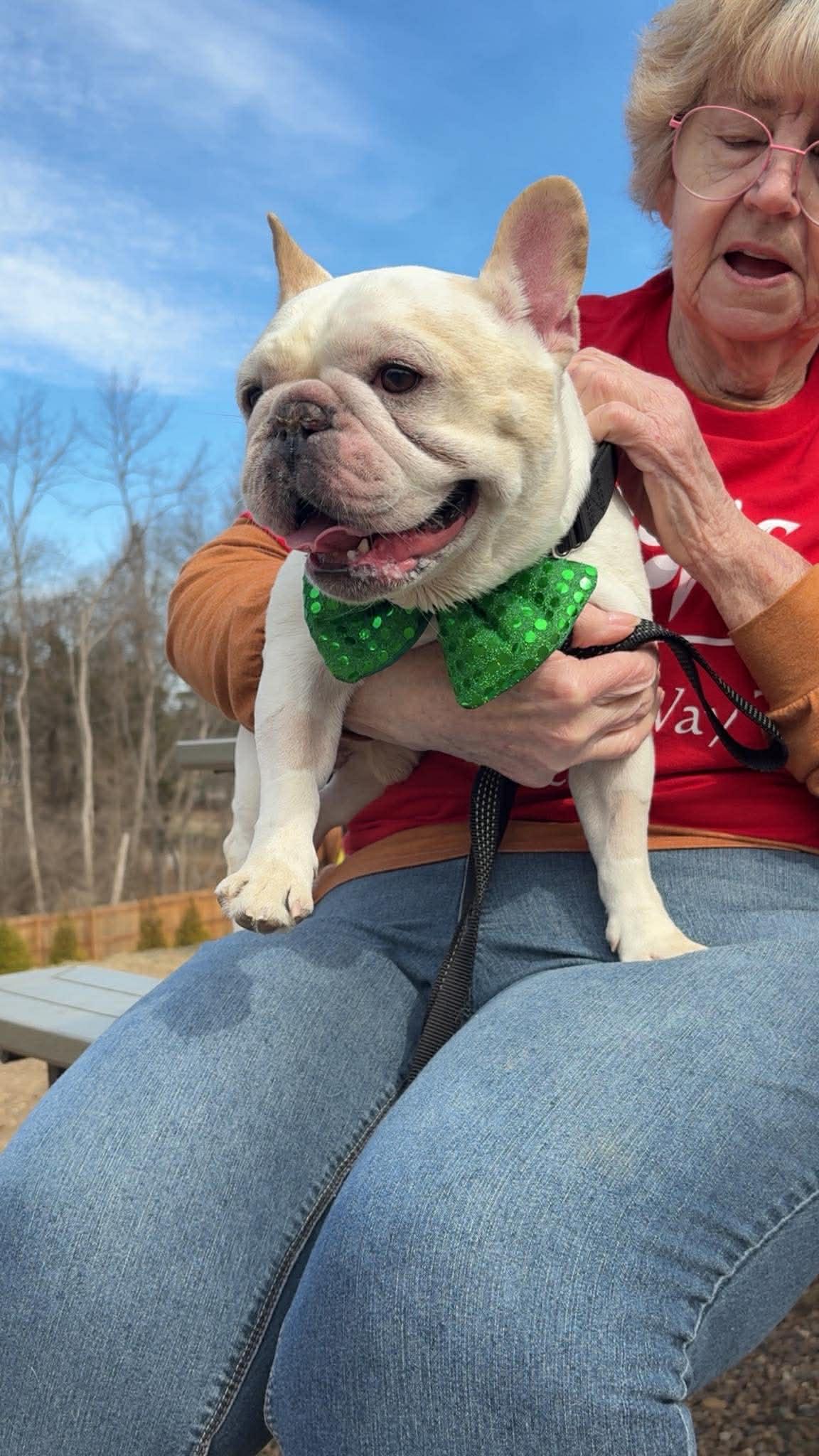 Enlarge Winston, a Adoptable French Bulldog in Florissant, MO image 3/5