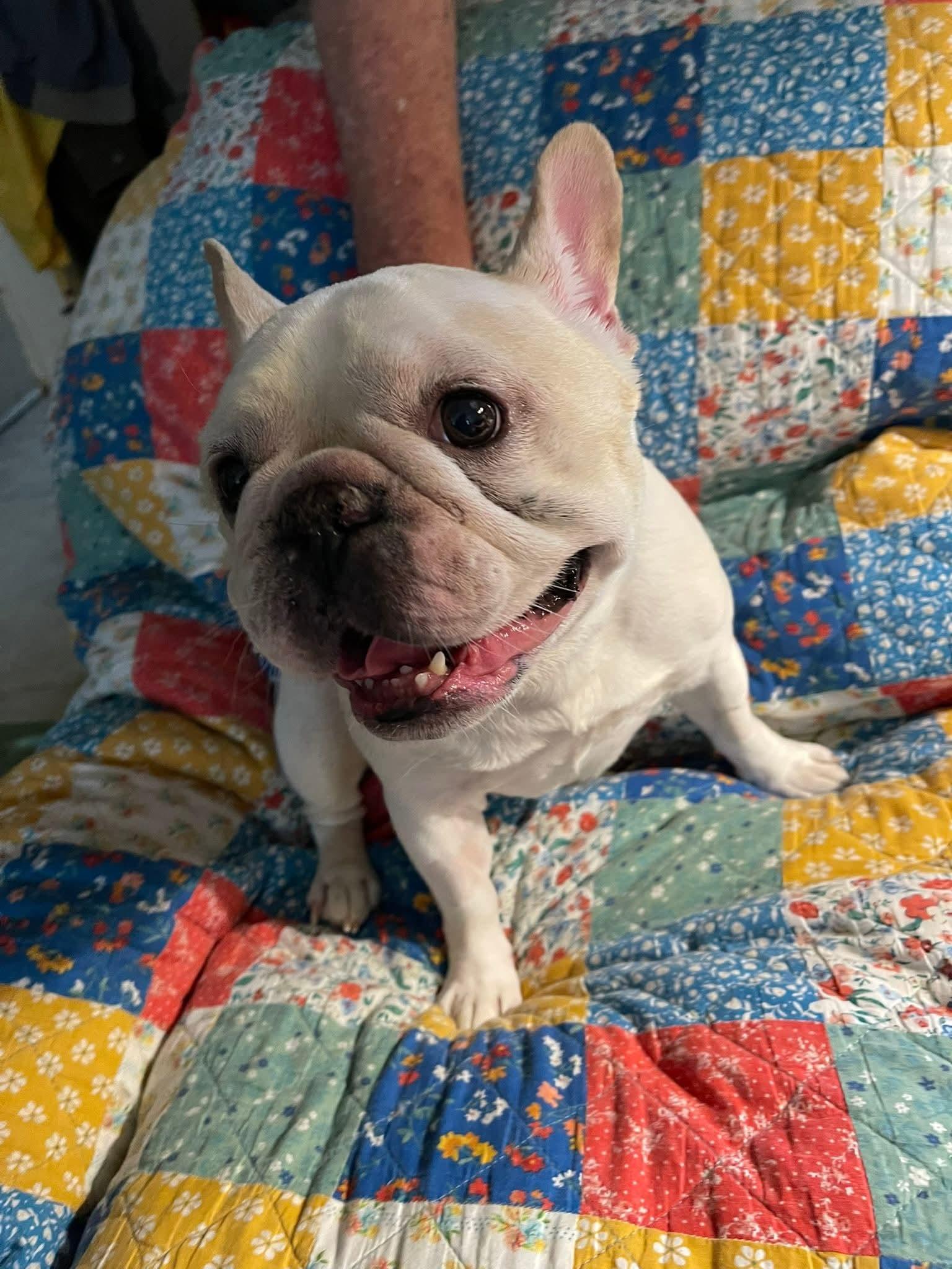 Enlarge Winston, a Adoptable French Bulldog in Florissant, MO image 4/5