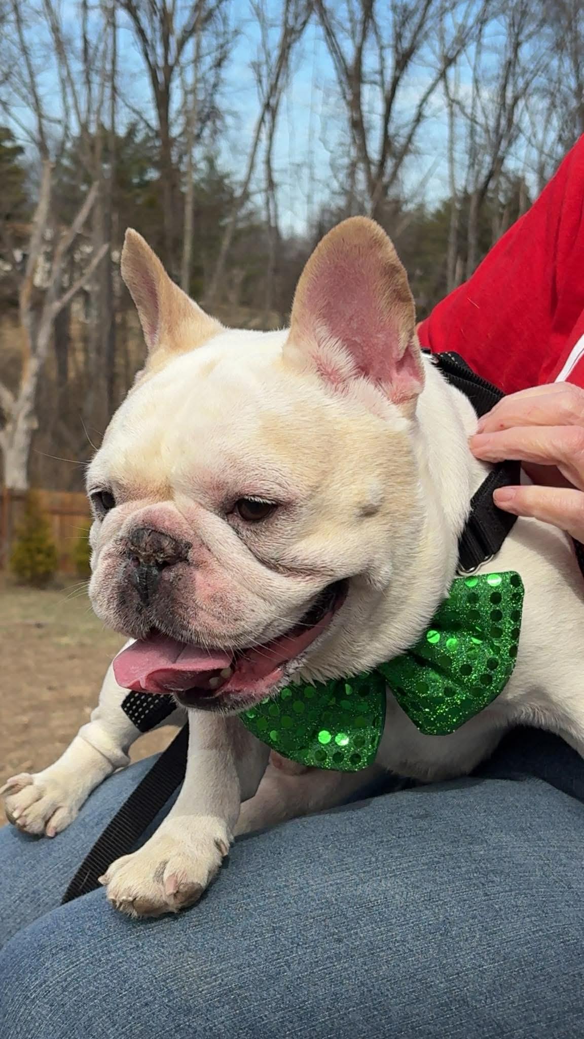 Enlarge Winston, a Adoptable French Bulldog in Florissant, MO image 5/5