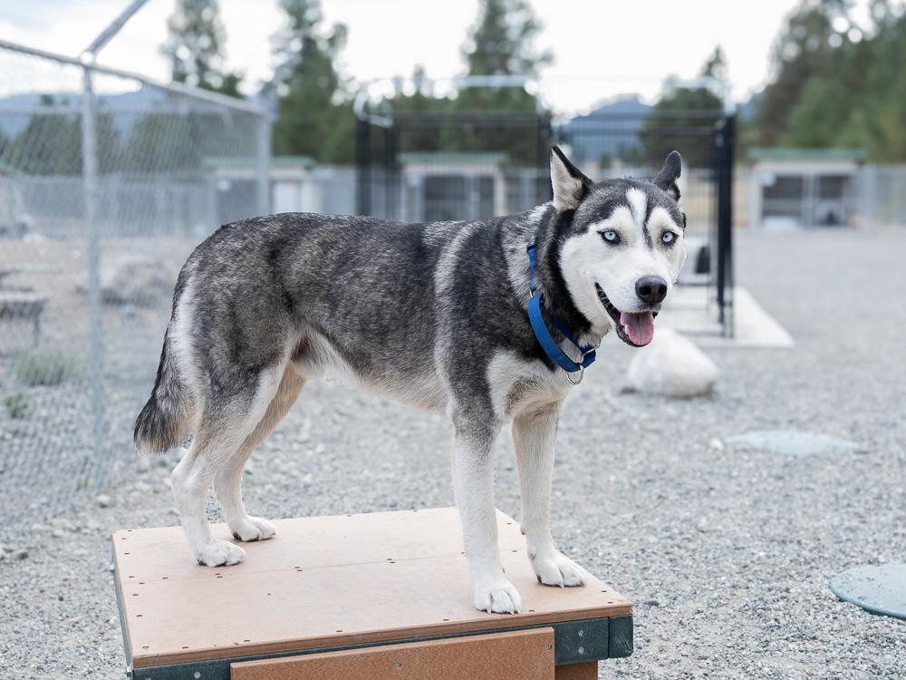 Enlarge Laredo (BONDED with Riviera), a ADOPTABLE mixed breed in Republic, WA image 3/6