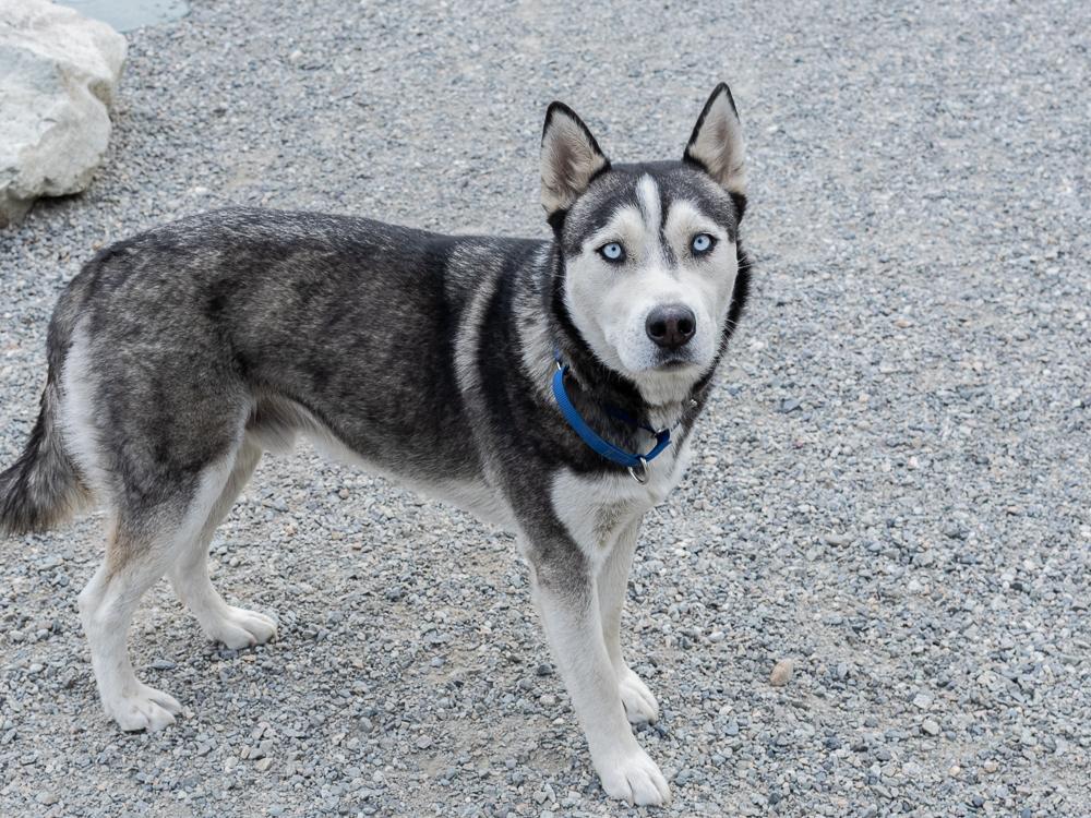 Enlarge Laredo (BONDED with Riviera), a ADOPTABLE mixed breed in Republic, WA image 2/6