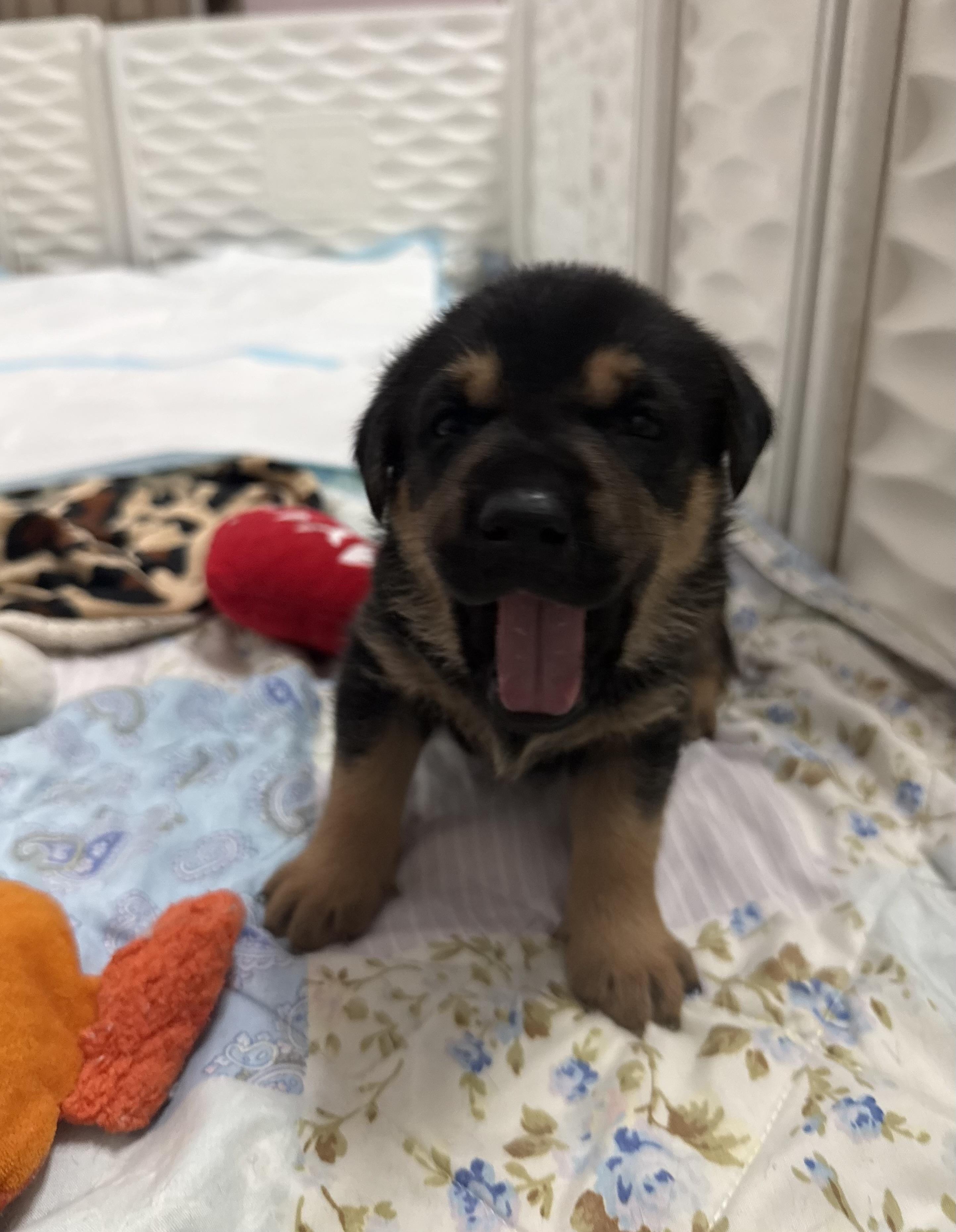 Briar’s Only Wish: A Forever Family to Grow Up With