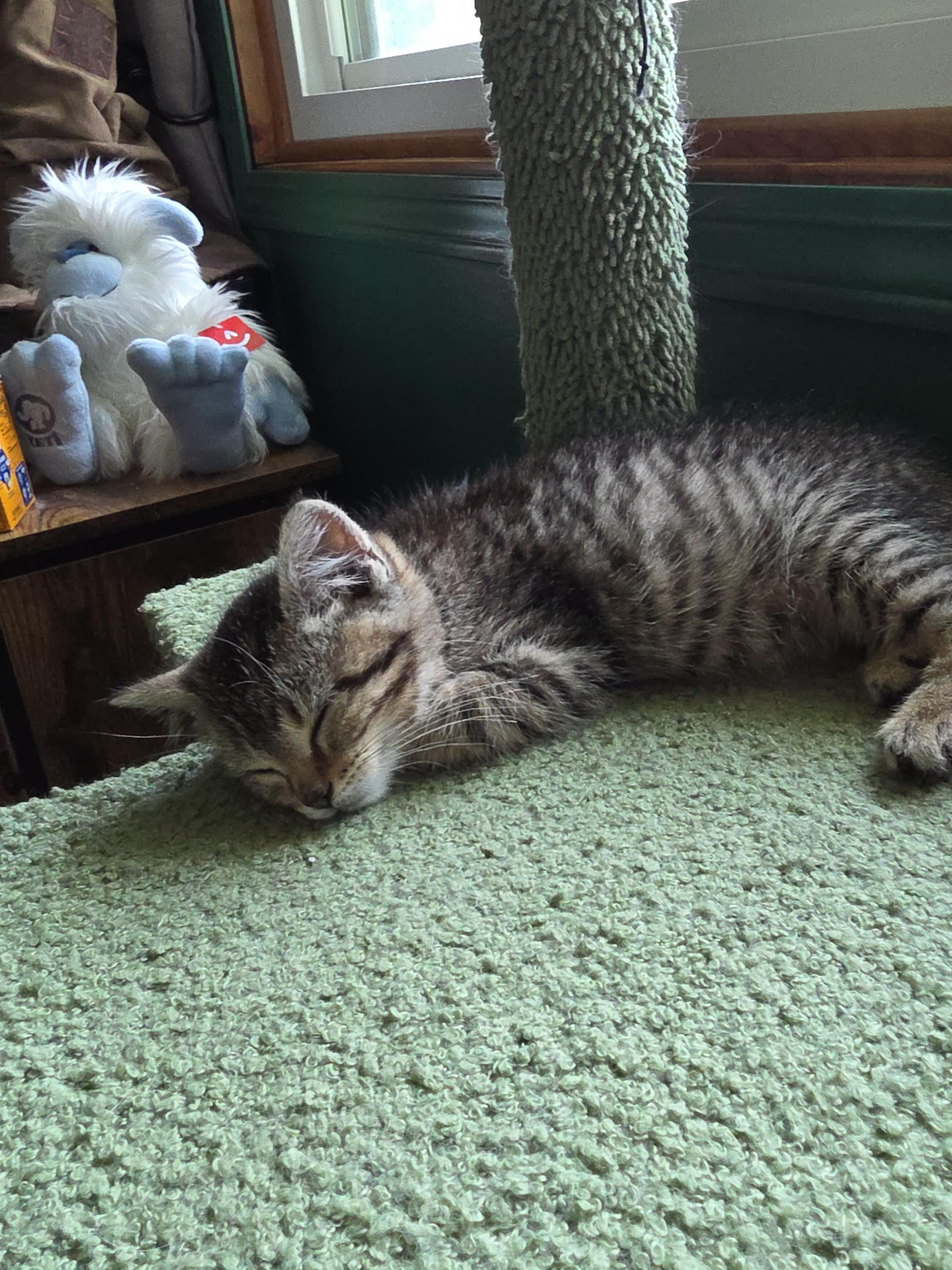 Enlarge Rue, a ADOPTABLE Domestic Short Hair in Minneapolis, MN image 2/3