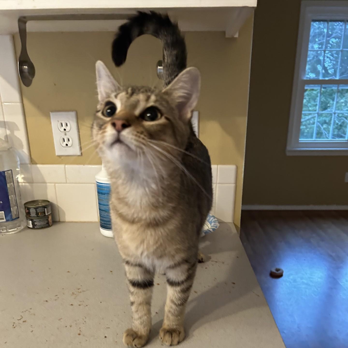 Brie, Adoptable, Young Female Domestic Short Hair.