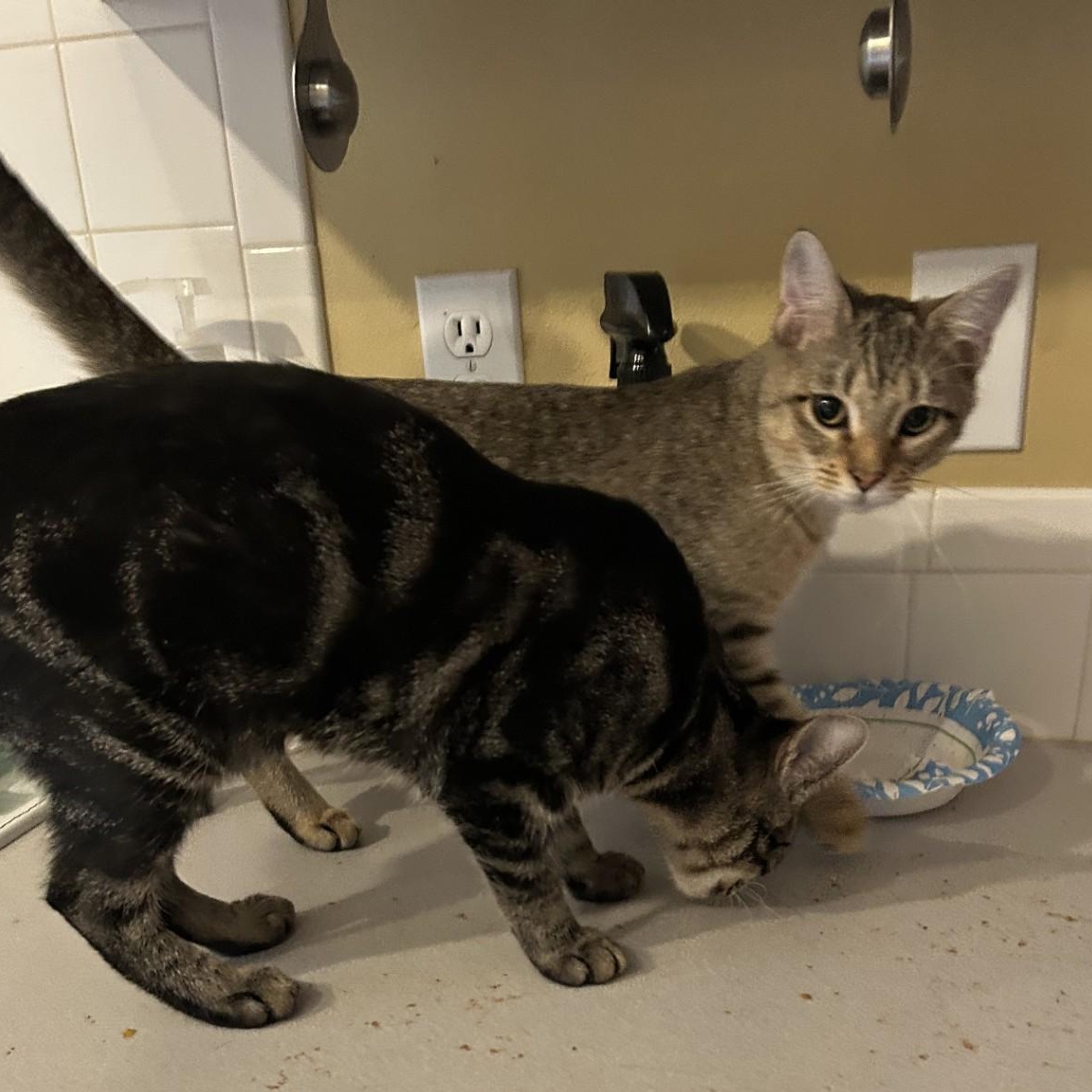 Brie, a Adoptable Domestic Short Hair in Springdale, AR image 2/2