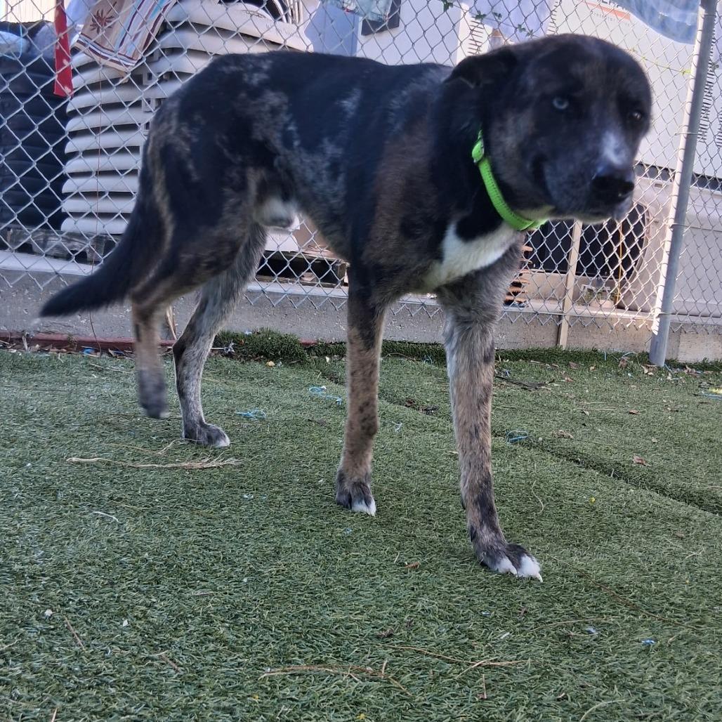 Hobo, a Adoptable mixed breed in Galveston, TX image 1/6