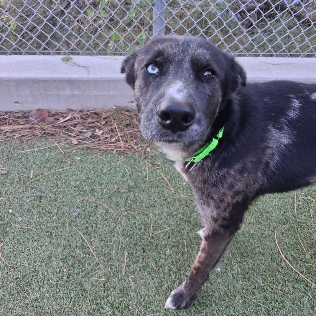 Hobo, a Adoptable mixed breed in Galveston, TX image 3/6