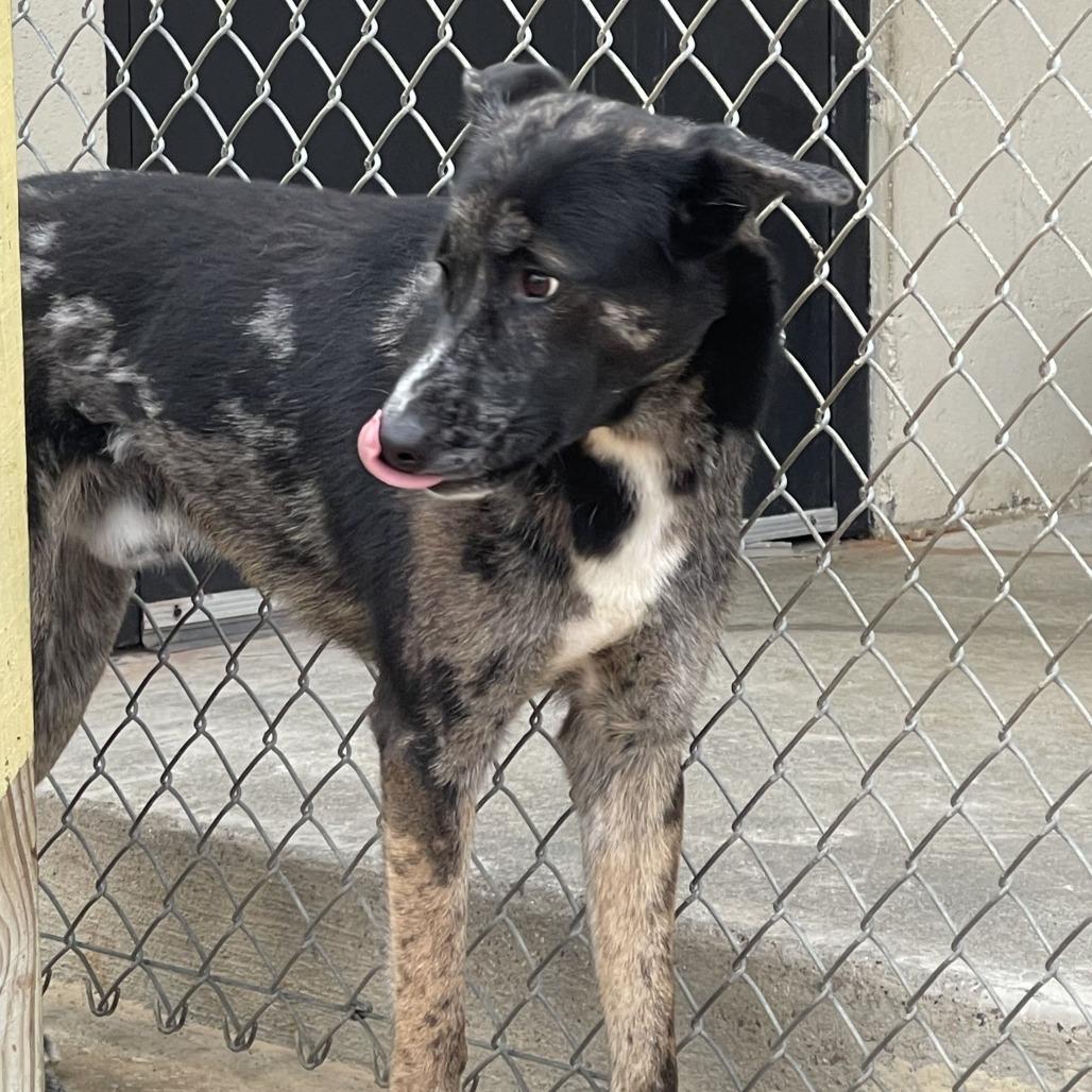 Hobo, a Adoptable mixed breed in Galveston, TX image 4/6