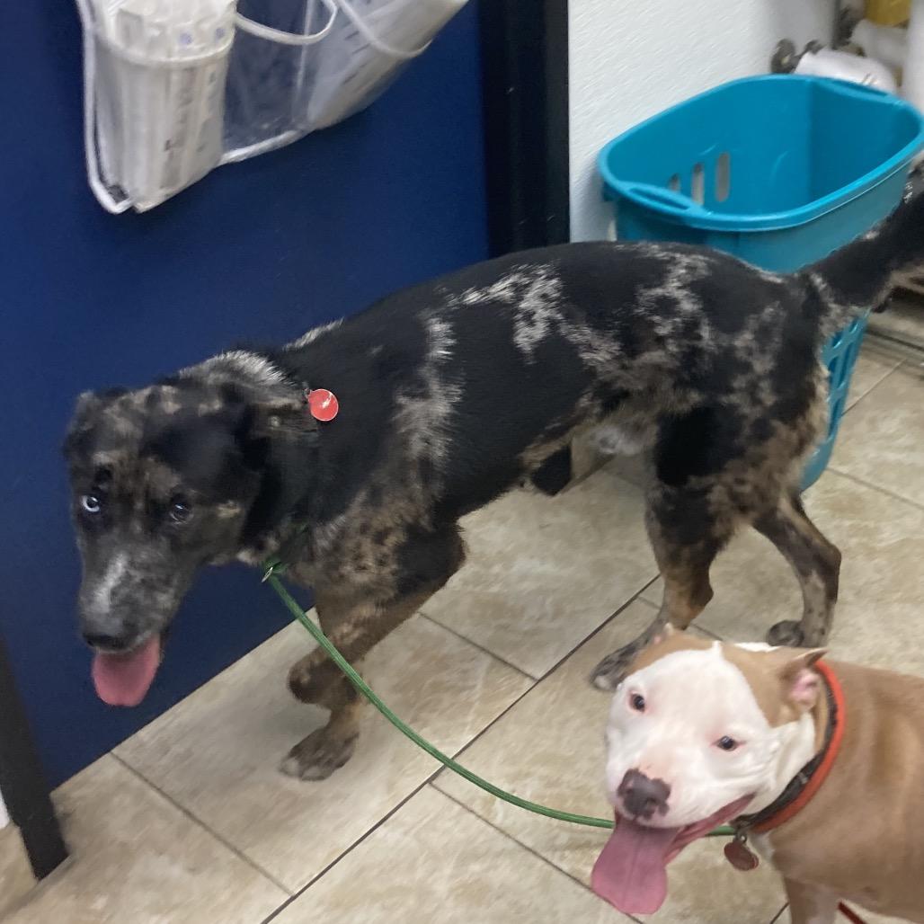 Hobo, a Adoptable mixed breed in Galveston, TX image 5/6