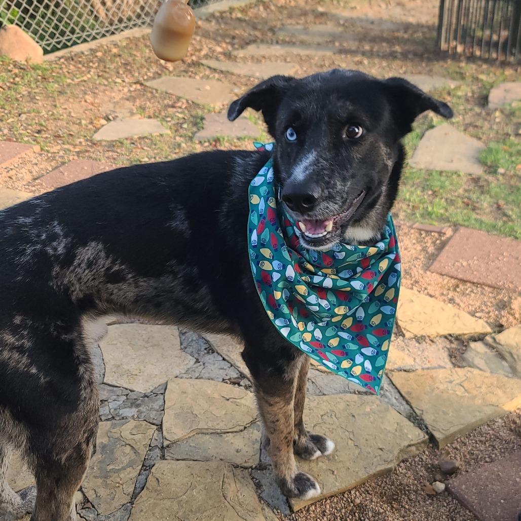 Enlarge Hobo, a Adoptable mixed breed in Galveston, TX image 5/6