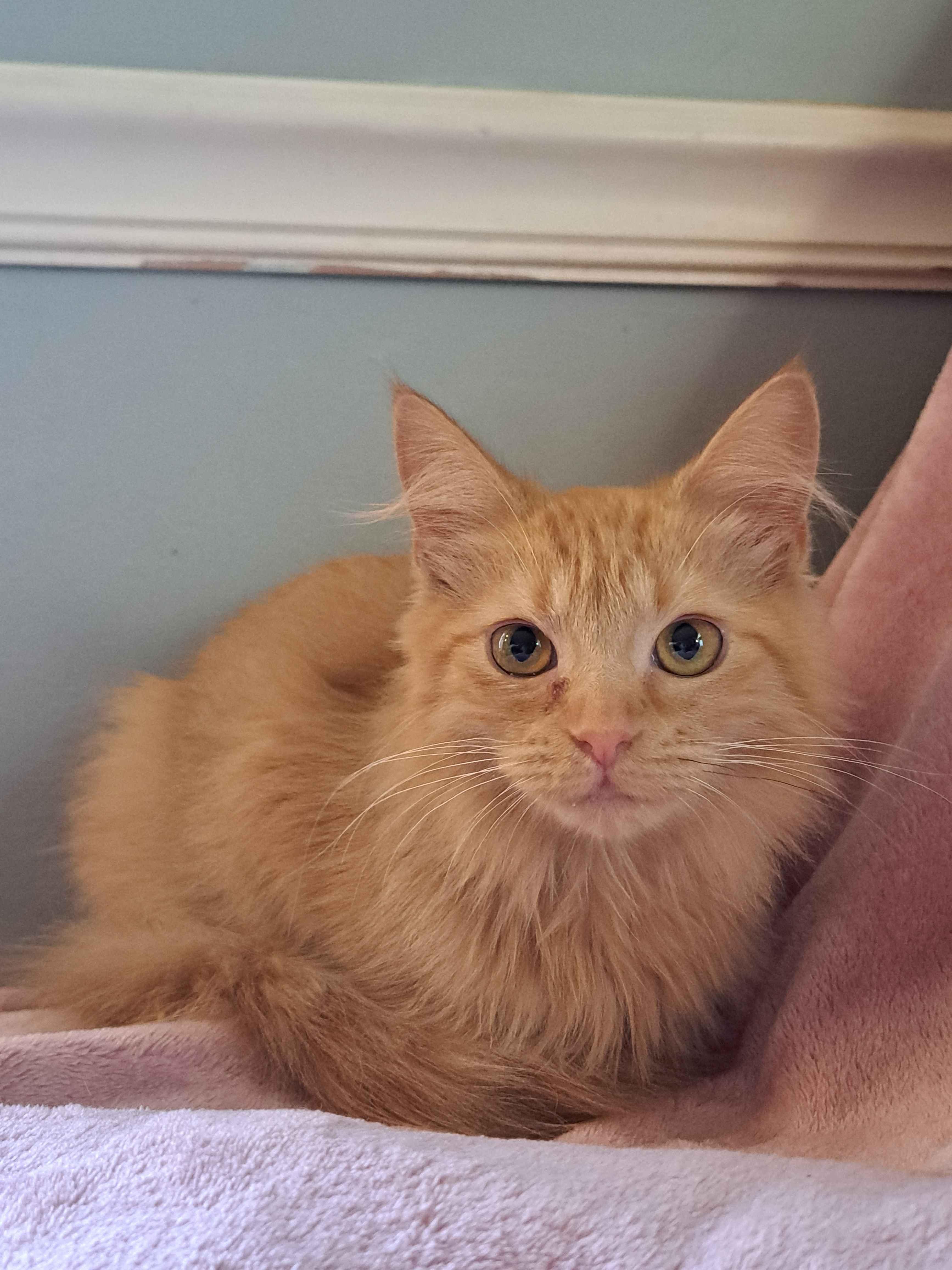 Marmalade thumbnail 2