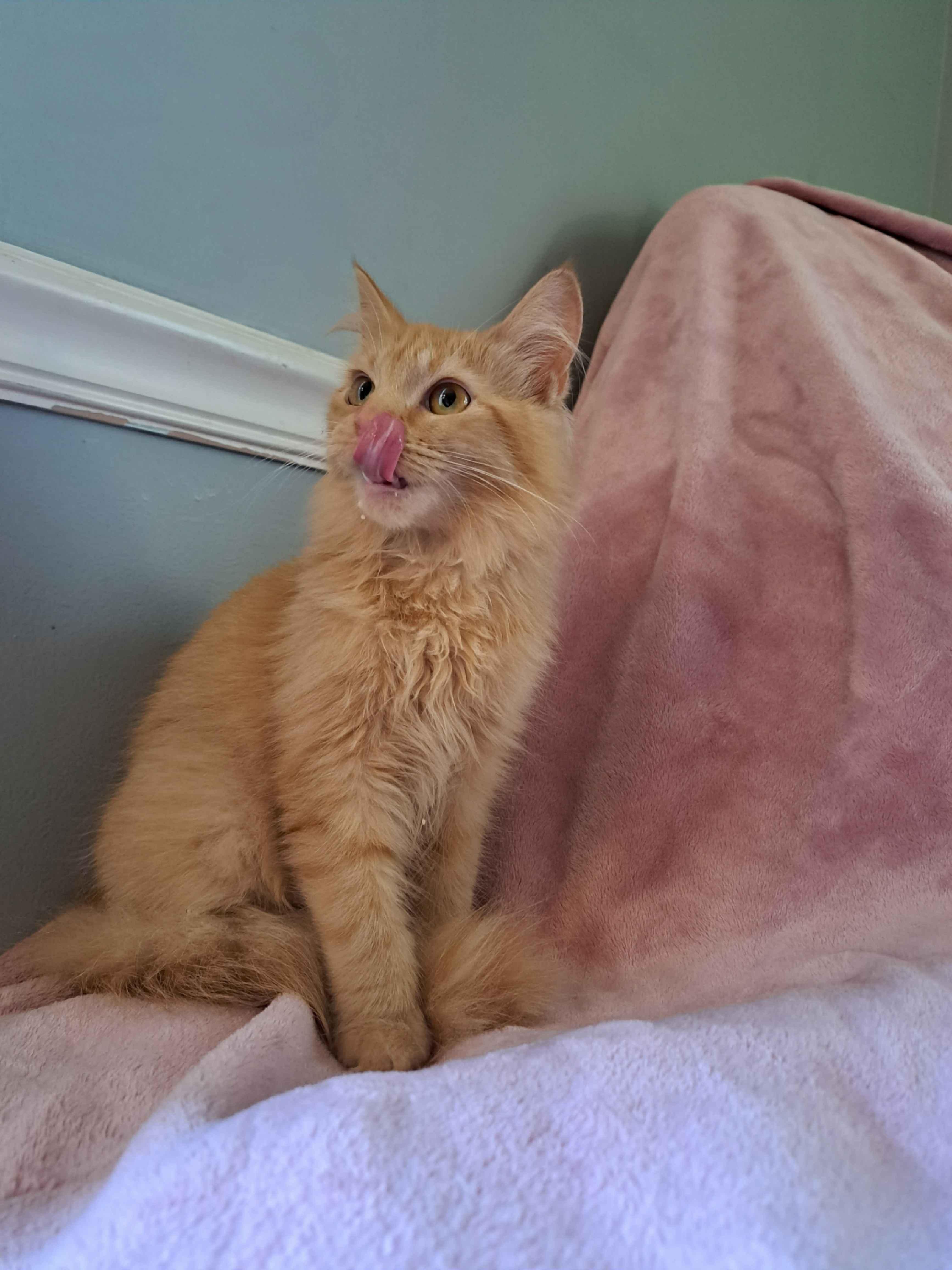 Marmalade thumbnail 6