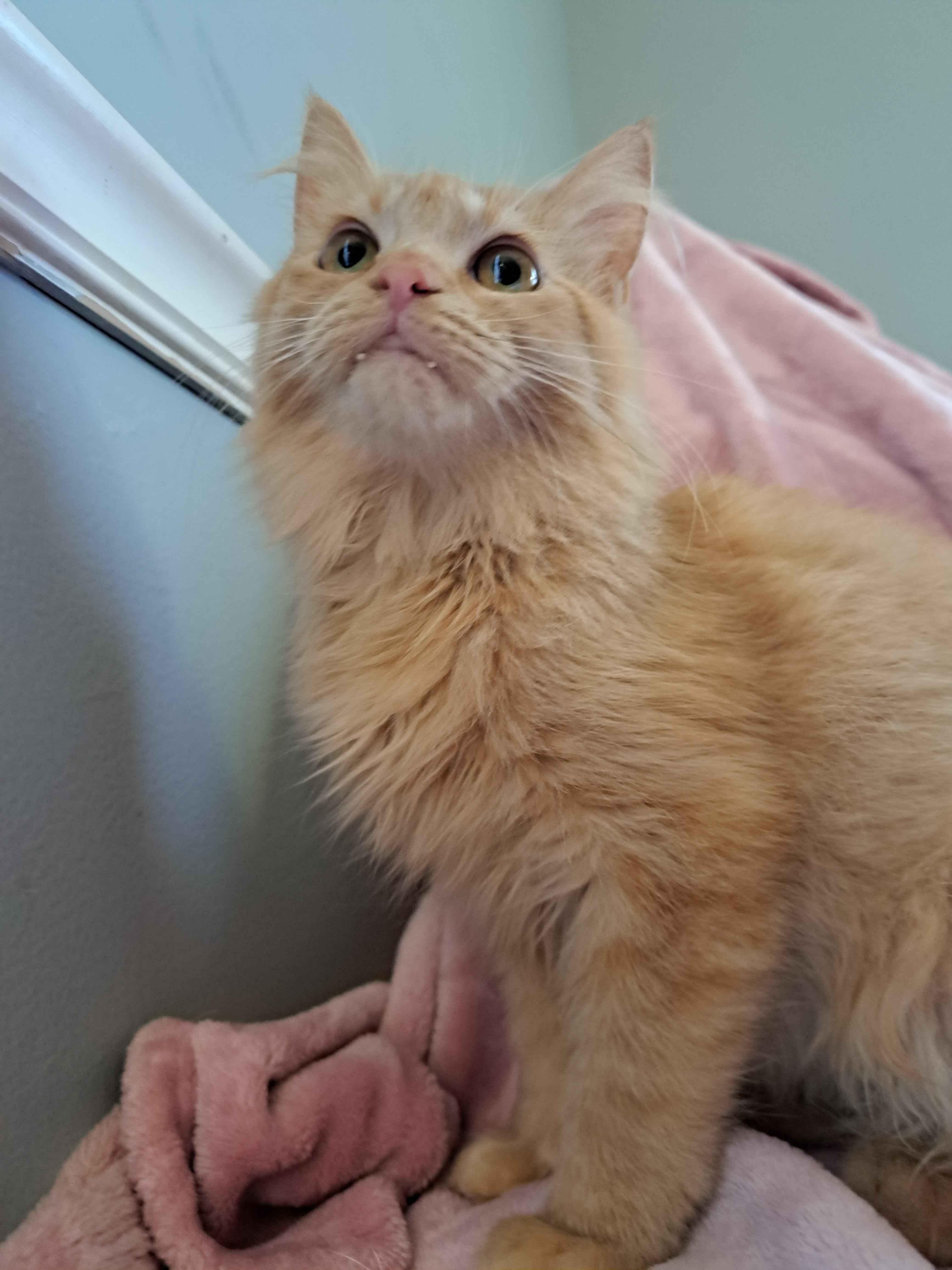 Marmalade thumbnail 3