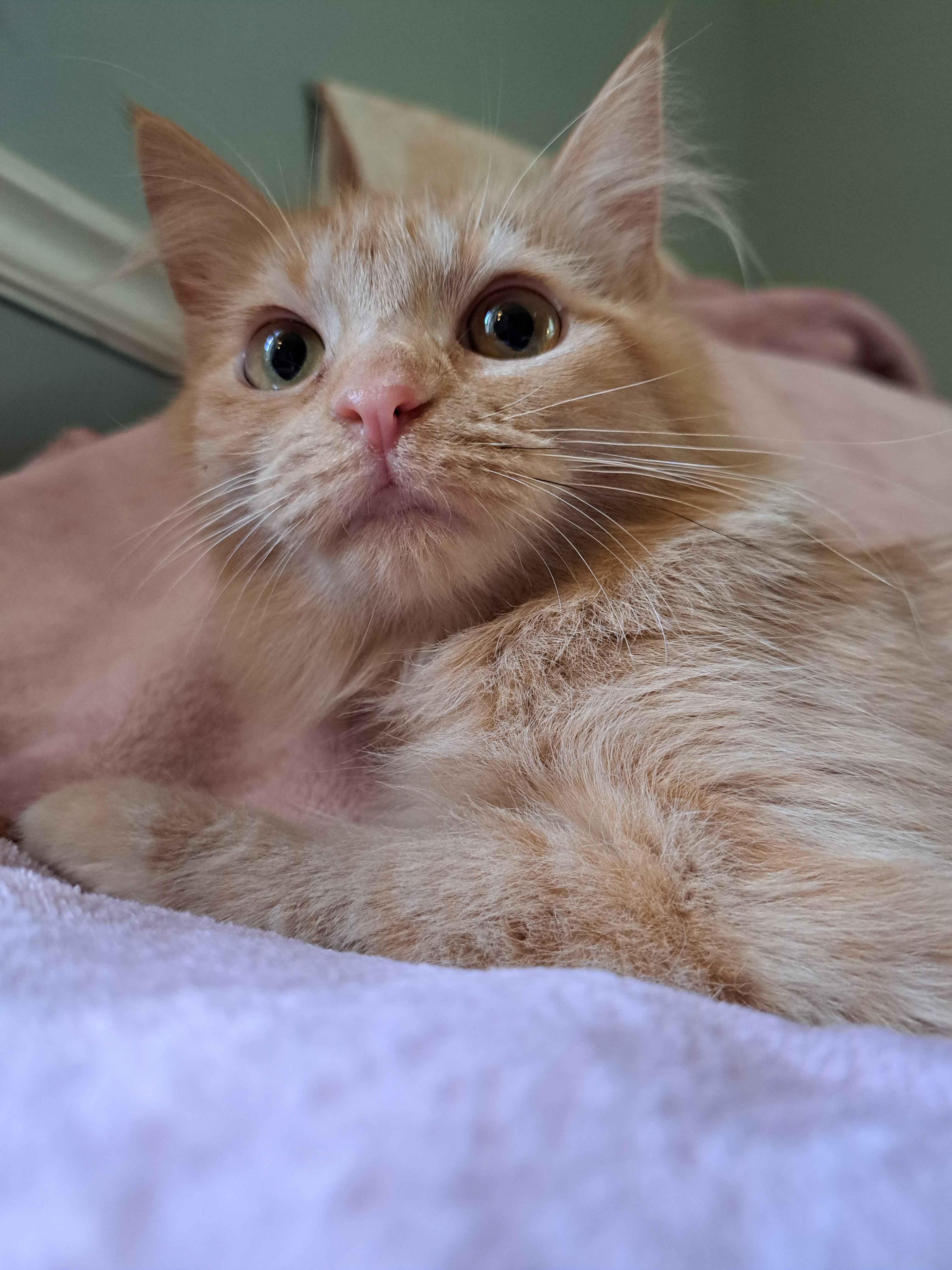 Marmalade thumbnail 4