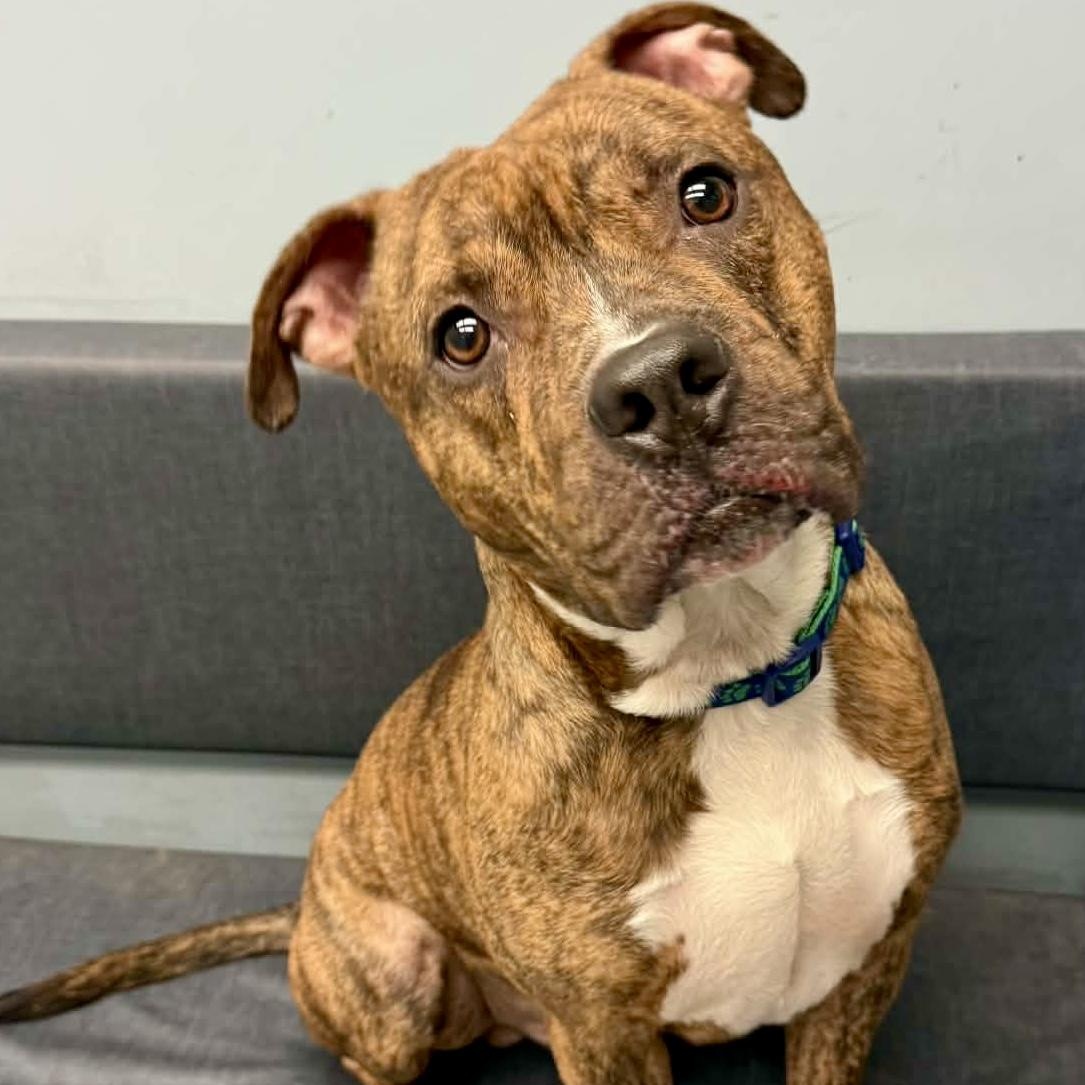 Maxwell — thumbnail 2