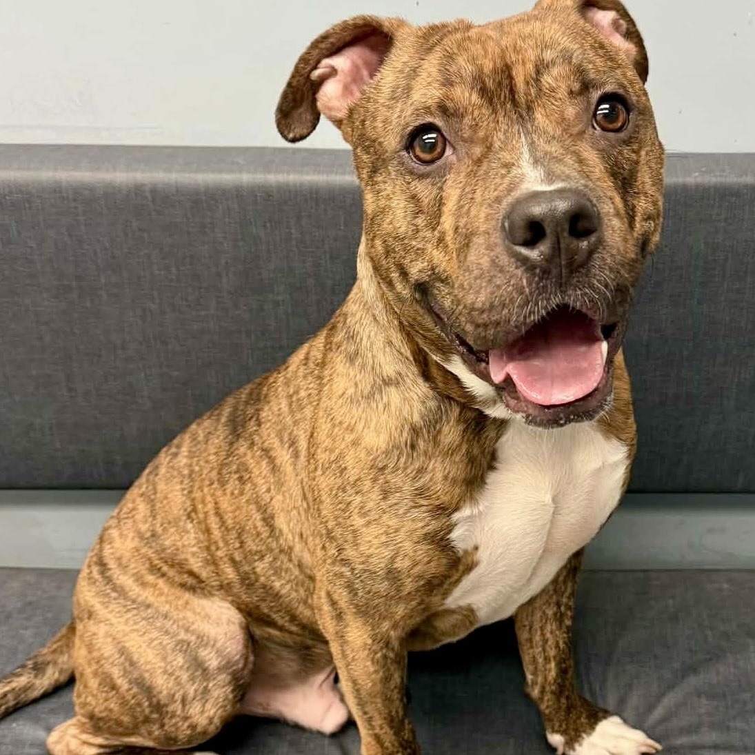 Maxwell — thumbnail 4