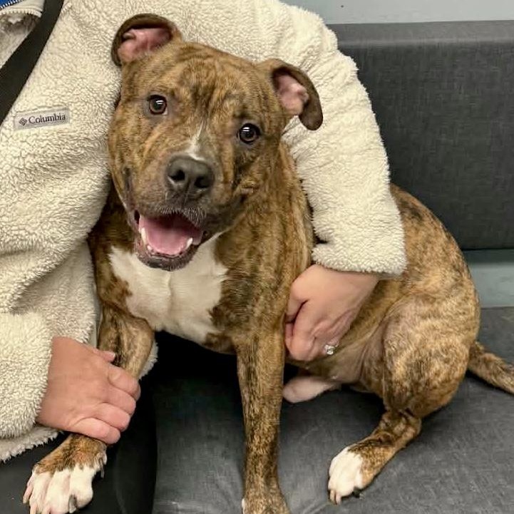 Maxwell — thumbnail 5