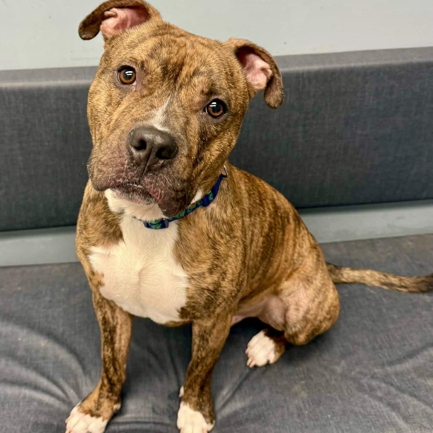 Maxwell — thumbnail 6