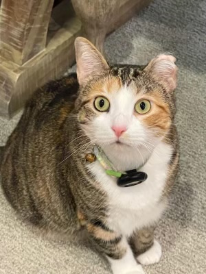Dolce, an adoptable Calico & Tabby Mix in Nepean, ON_image-1