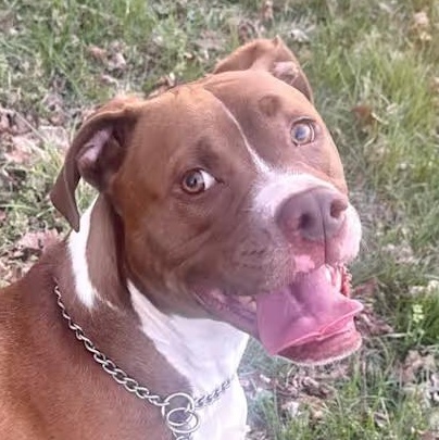 Ollie, ADOPTABLE, Adult Male Pit Bull Terrier.