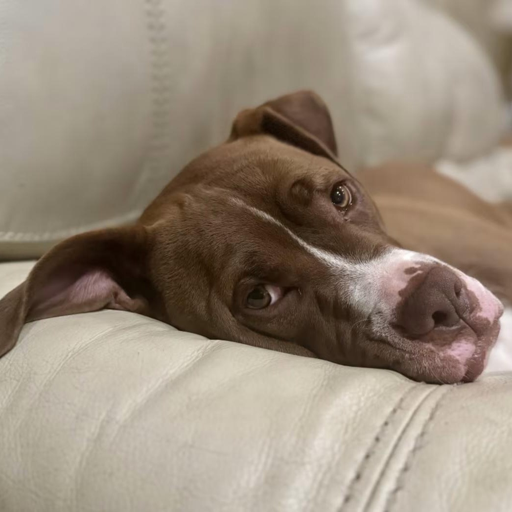 Ollie, a ADOPTABLE mixed breed in Cedar Mountain, NC image 3/4