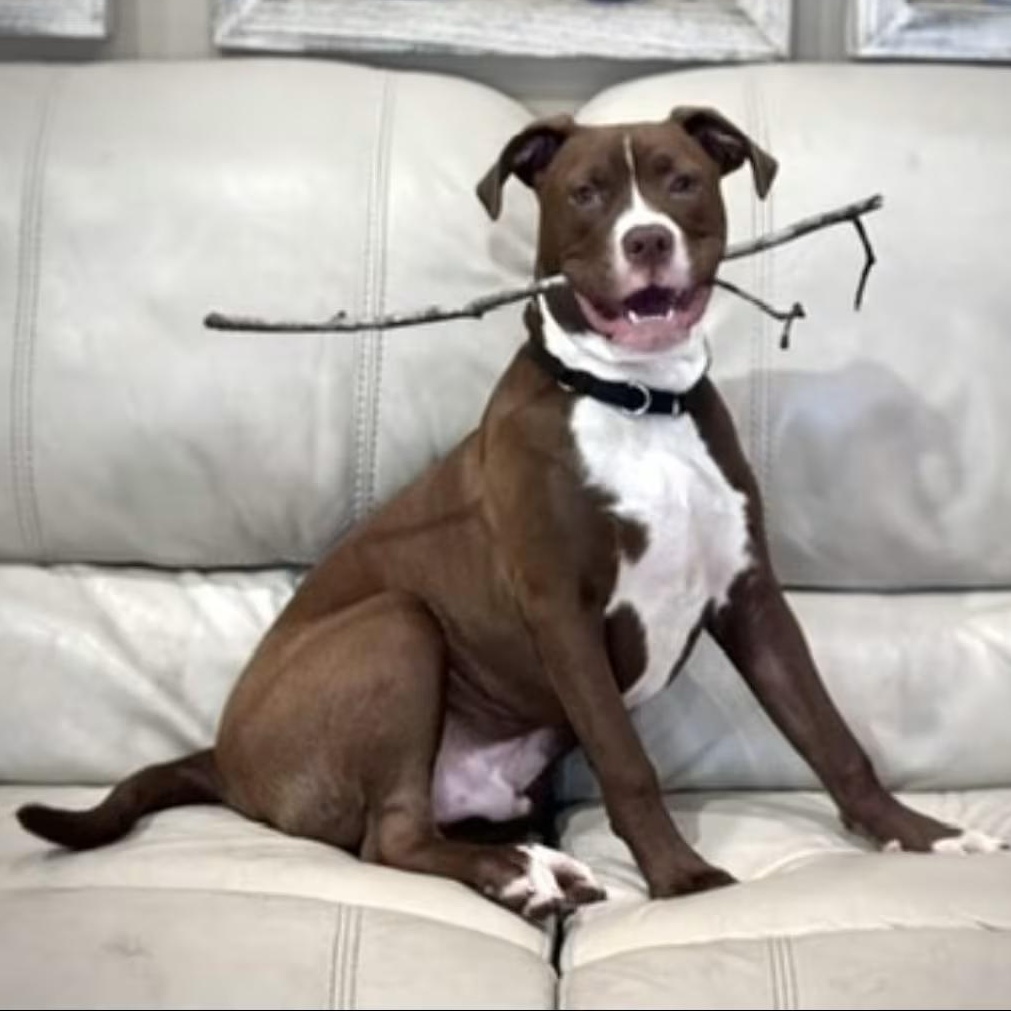 Ollie, a ADOPTABLE mixed breed in Cedar Mountain, NC image 2/4