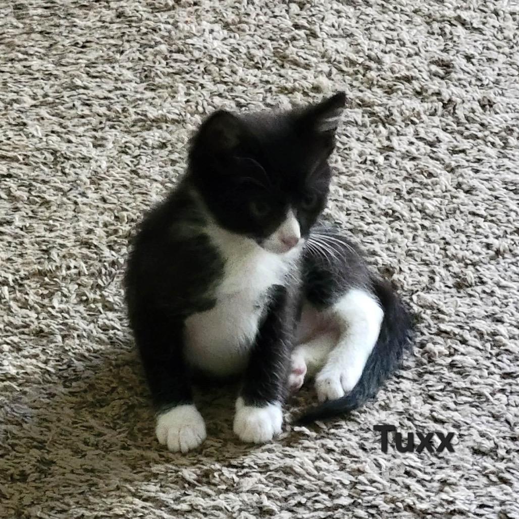 Photo of Tuxx