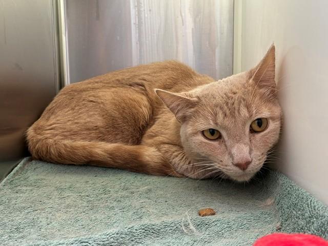 PEANUT, Adoptable, Adult Male Domestic Short Hair.