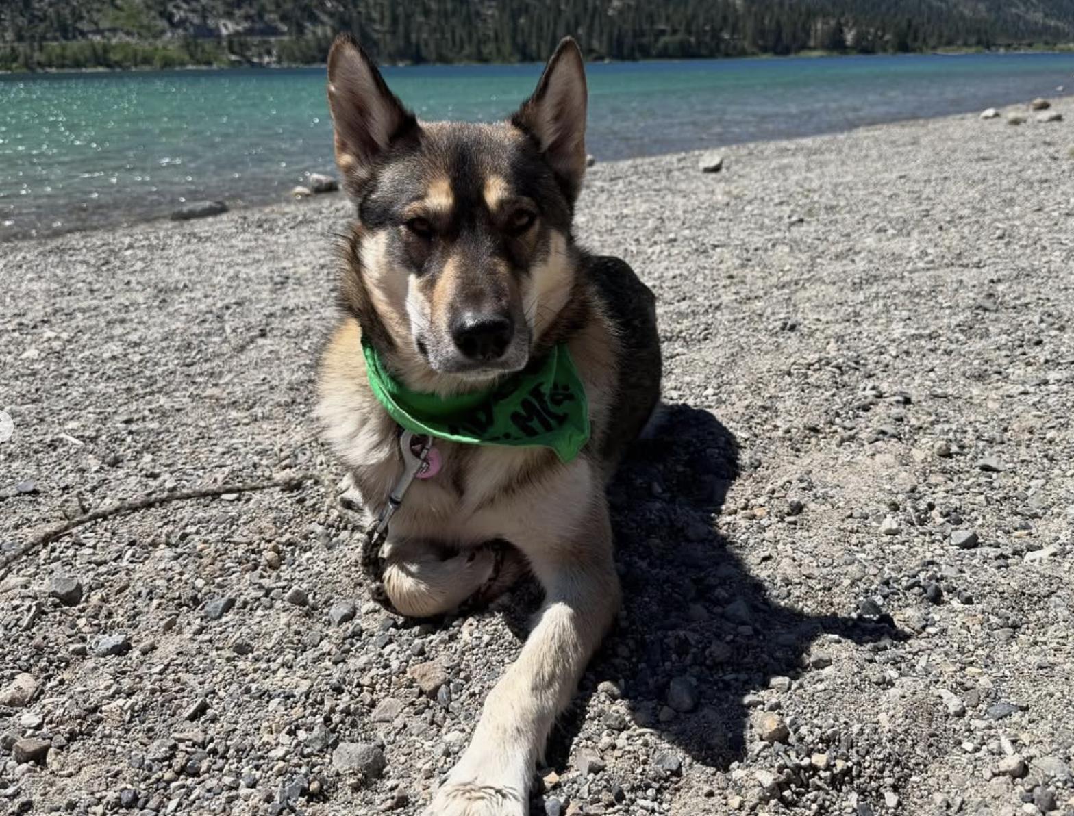 Adopt Jessie