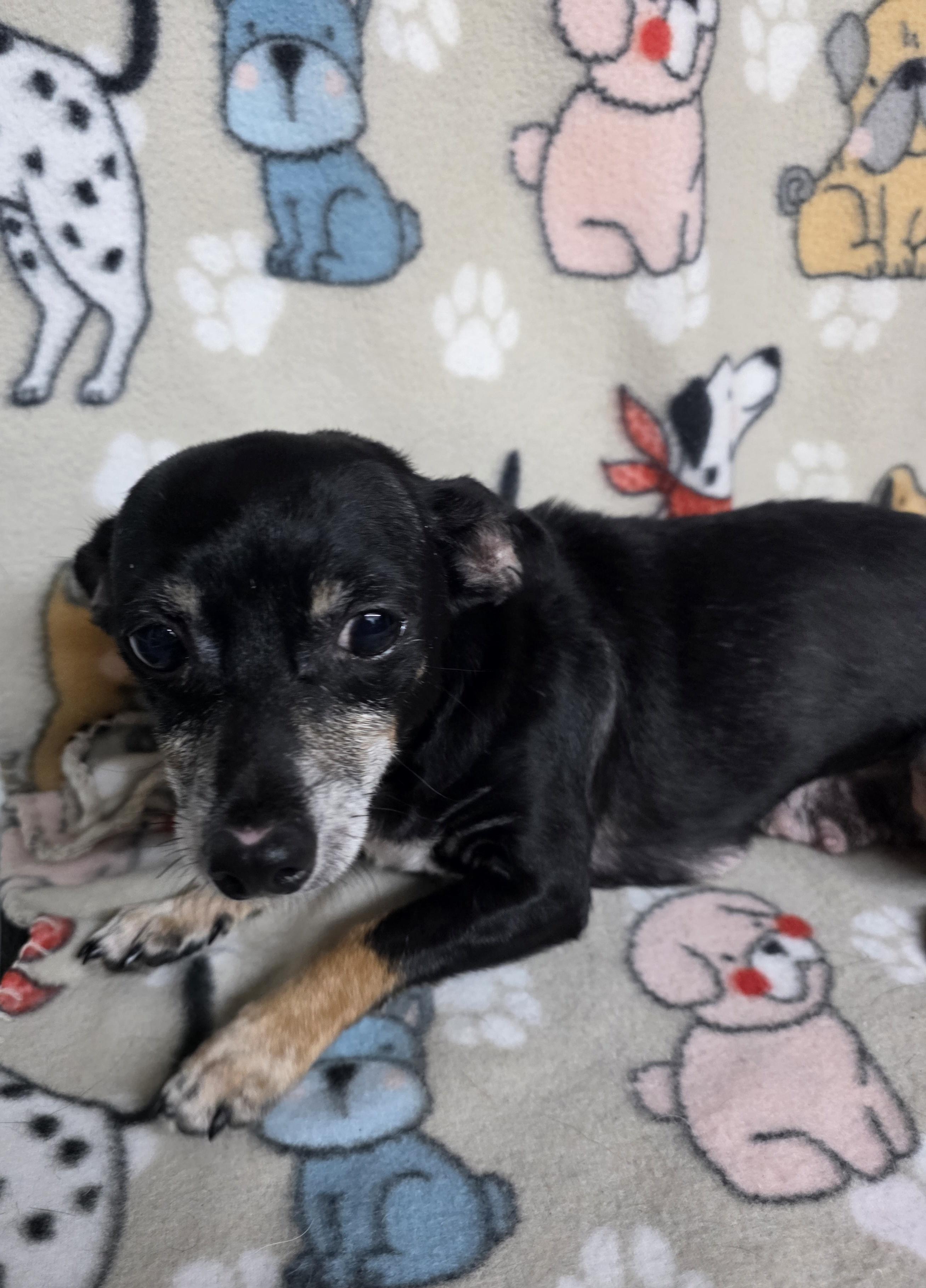 Mildred, ADOPTABLE, Adult Female Chiweenie.