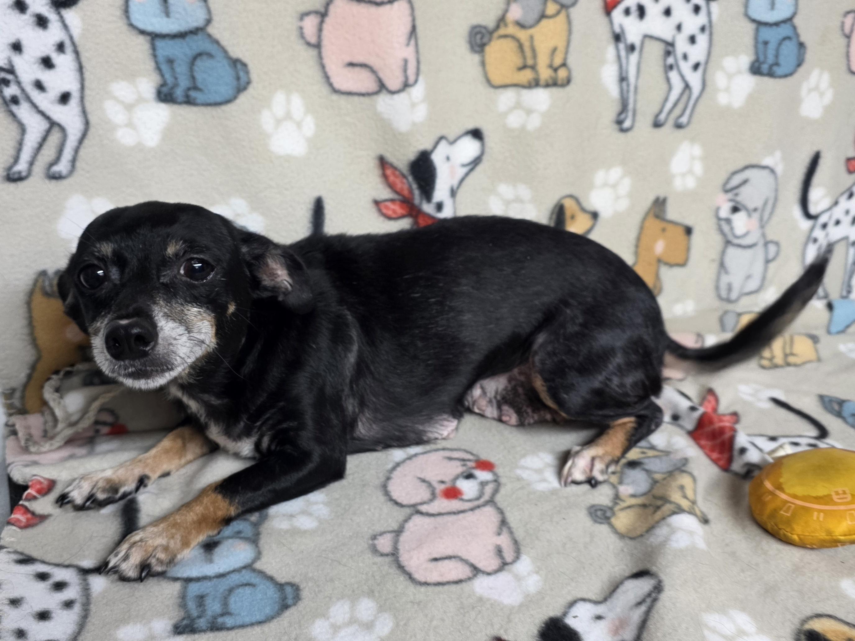 Mildred, a ADOPTABLE mixed breed in Dallas, GA image 4/6