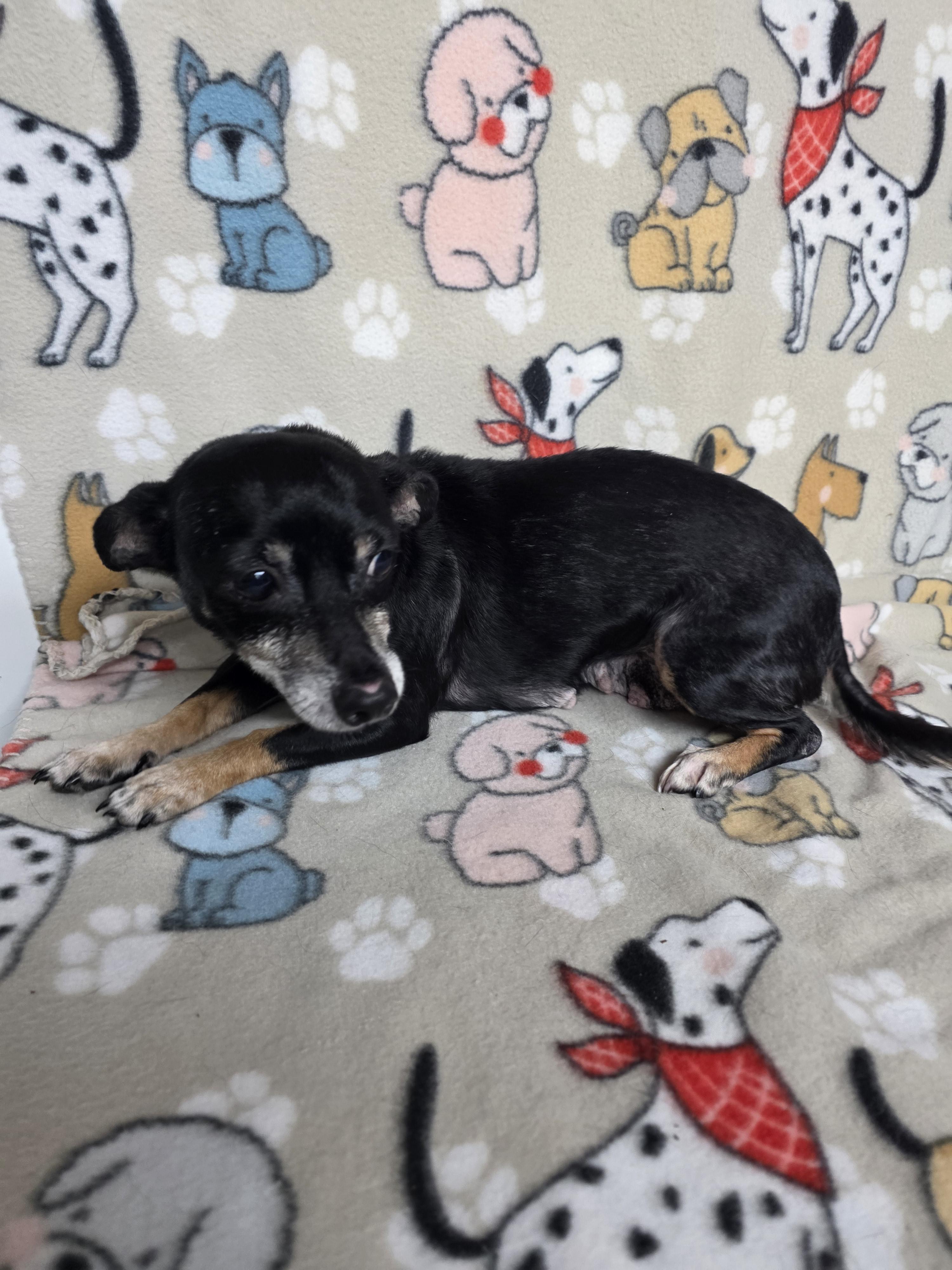 Mildred, a ADOPTABLE mixed breed in Dallas, GA image 2/6