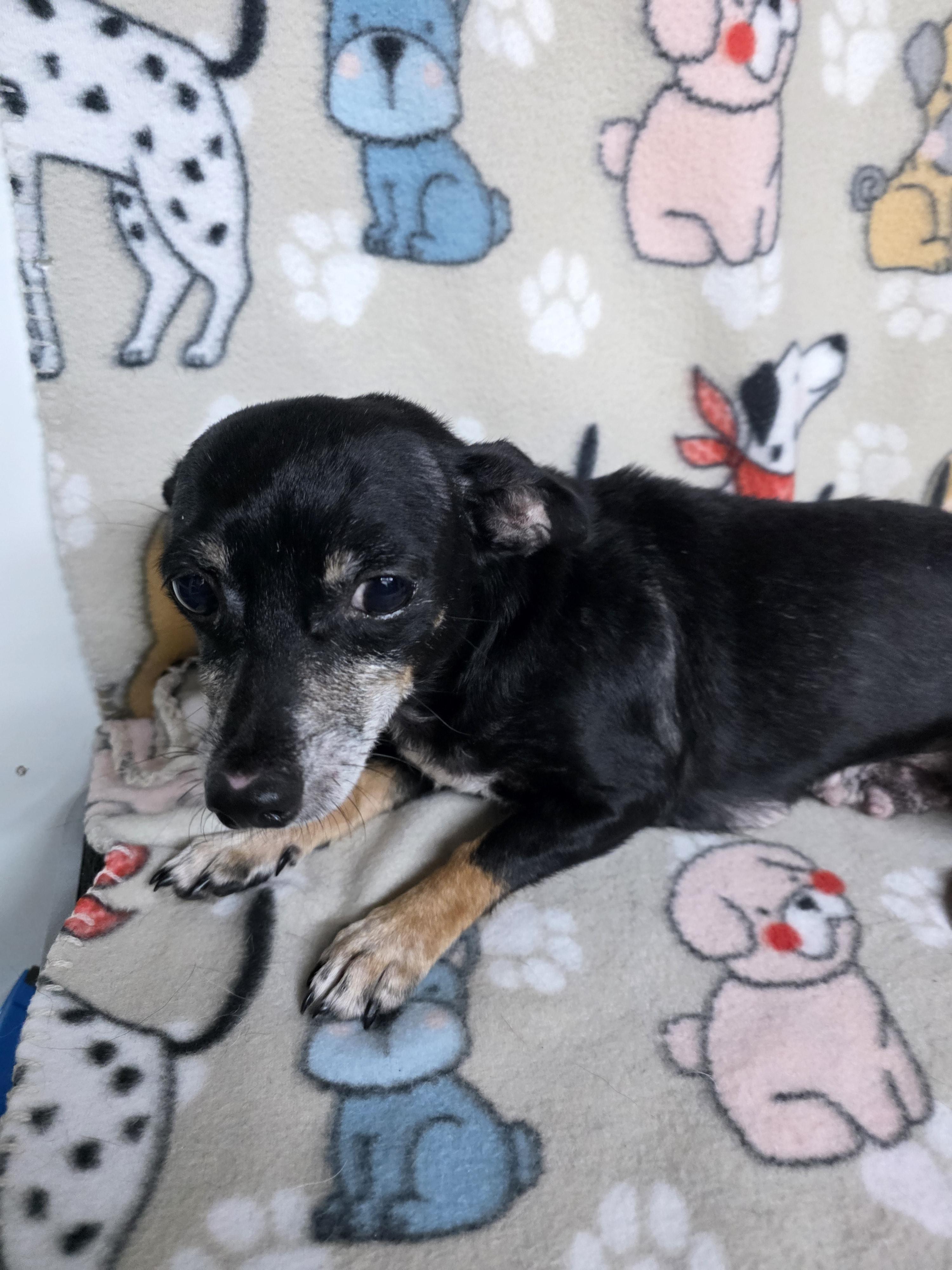 Mildred, a ADOPTABLE mixed breed in Dallas, GA image 3/6
