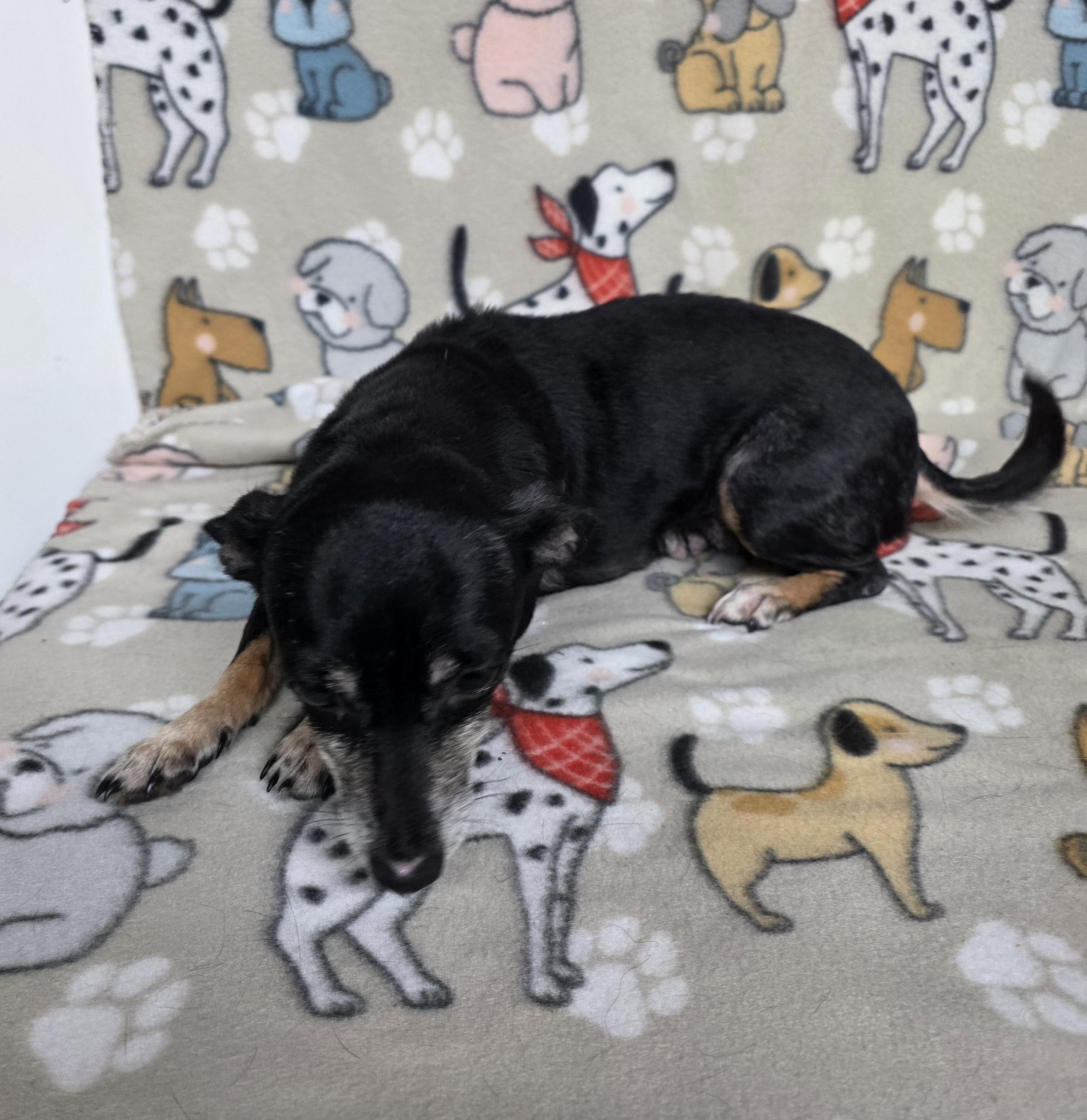Mildred, a ADOPTABLE mixed breed in Dallas, GA image 5/6