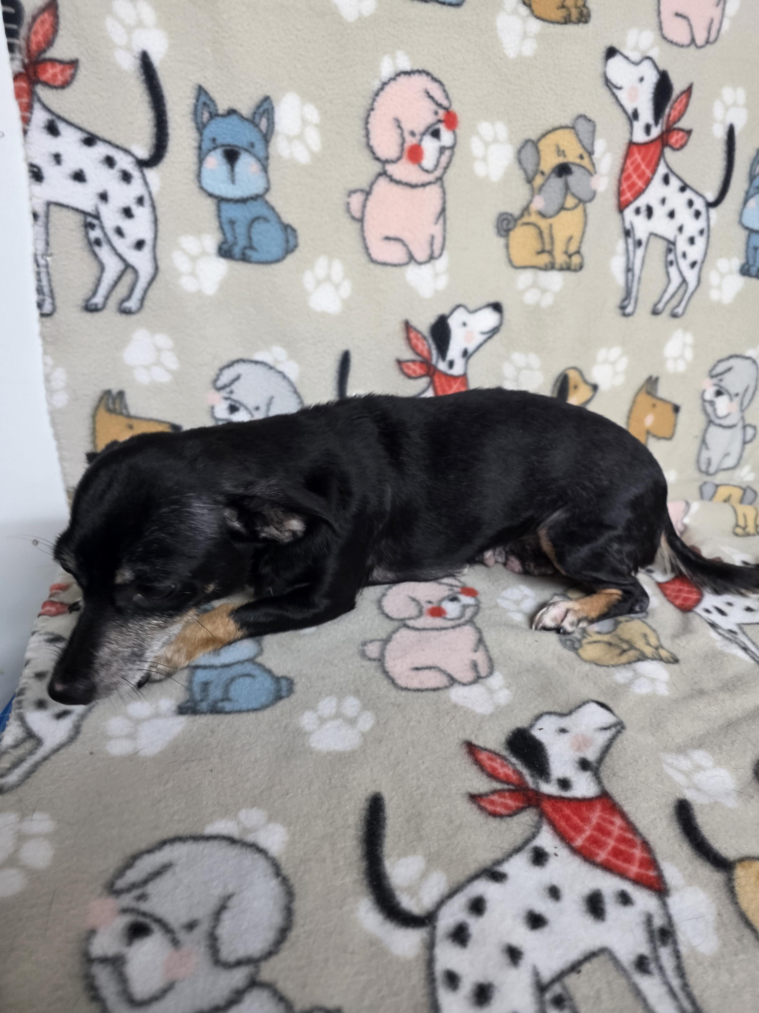 Mildred, a ADOPTABLE mixed breed in Dallas, GA image 6/6