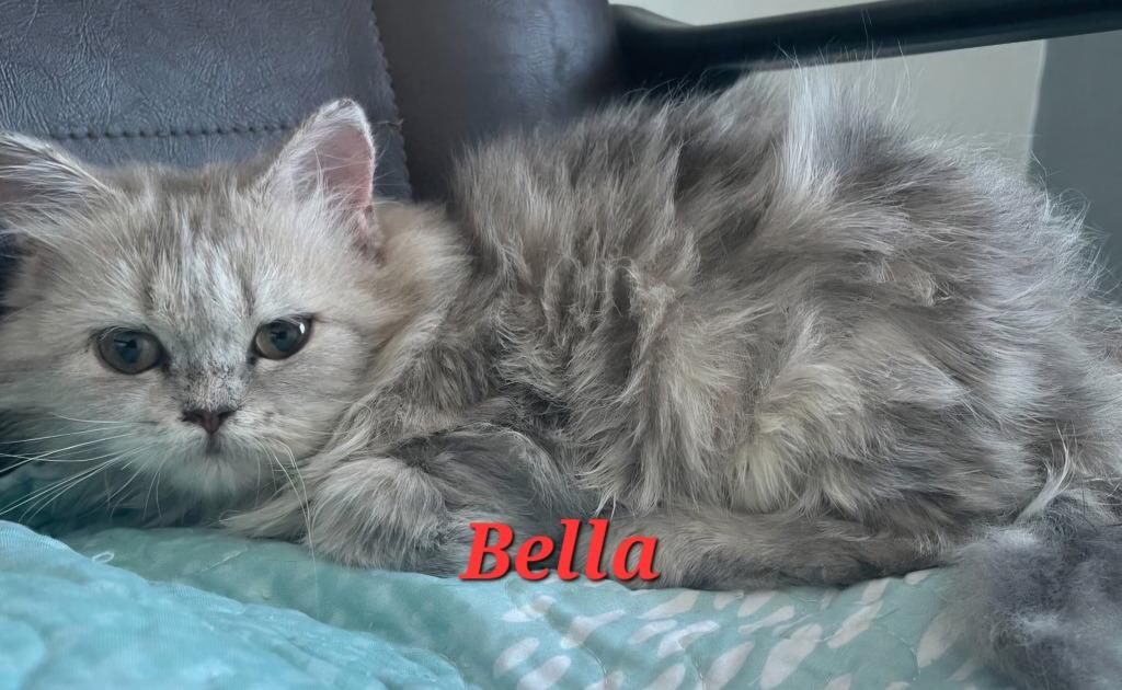 Enlarge Bella, a Adoptable mixed breed in San Jacinto, CA image 2/3