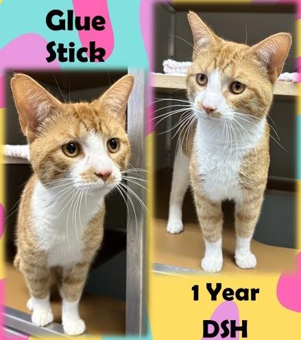 Enlarge Glue Stick, an adopted Domestic Short Hair in Franklin, IN image 1/1